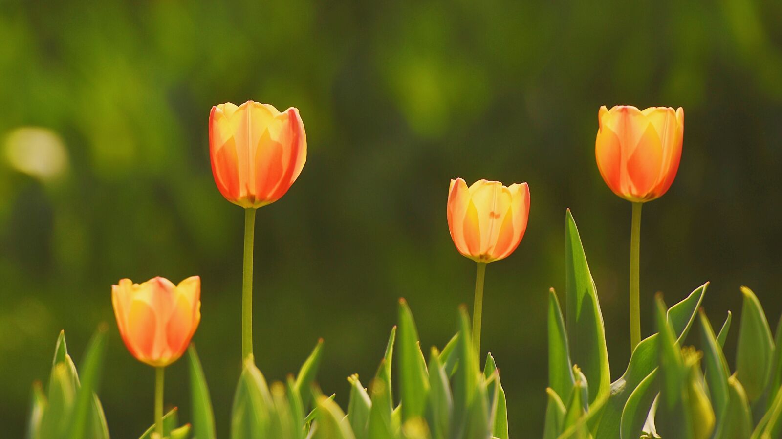 Nikon D7200 sample photo. Spring, flowers, flower photography