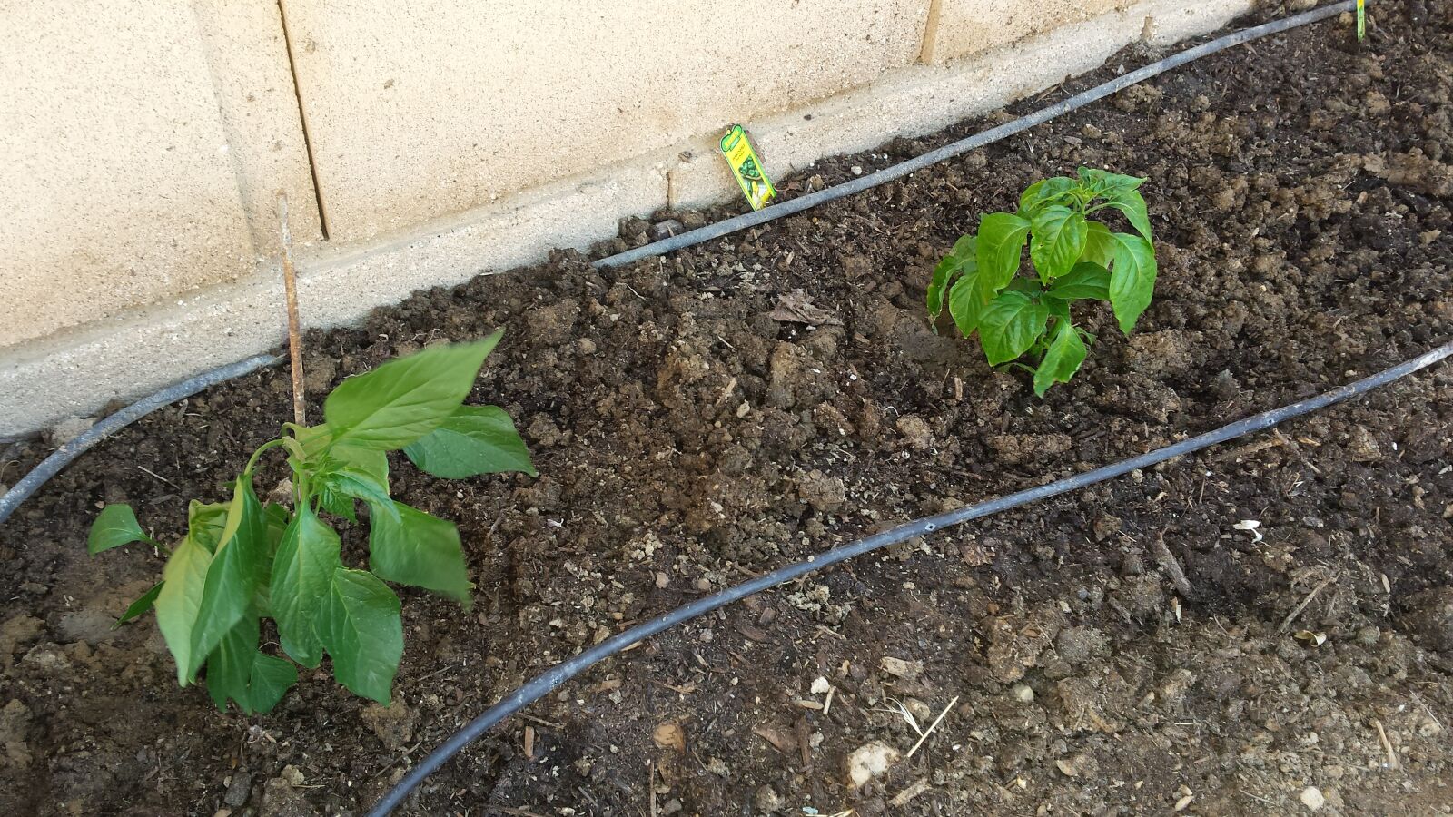 Samsung Galaxy S4 sample photo. Plant, garden, spring photography