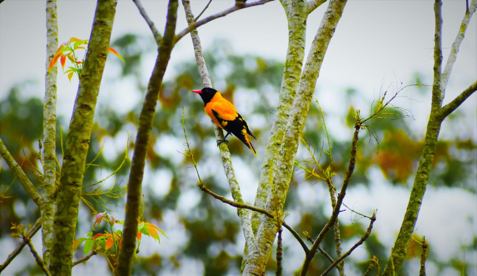 Nikon D5600 sample photo. Nature, bird, outdoors photography