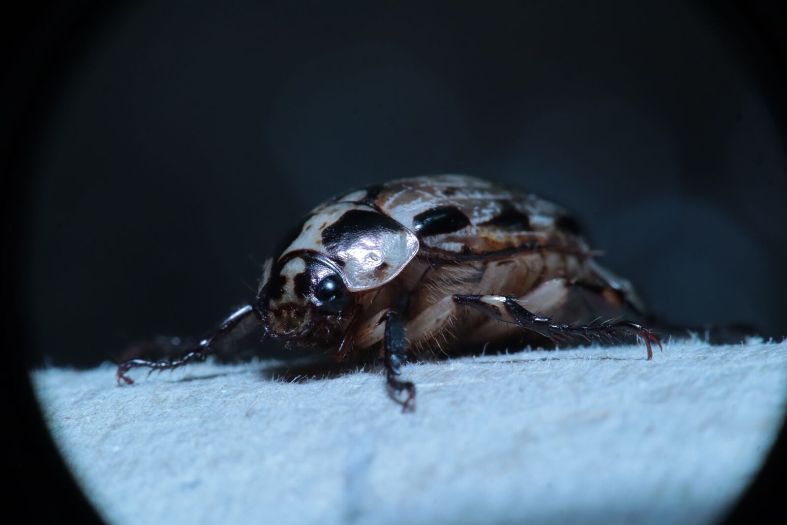Canon EOS M50 (EOS Kiss M) sample photo. Insect, garden, nature photography