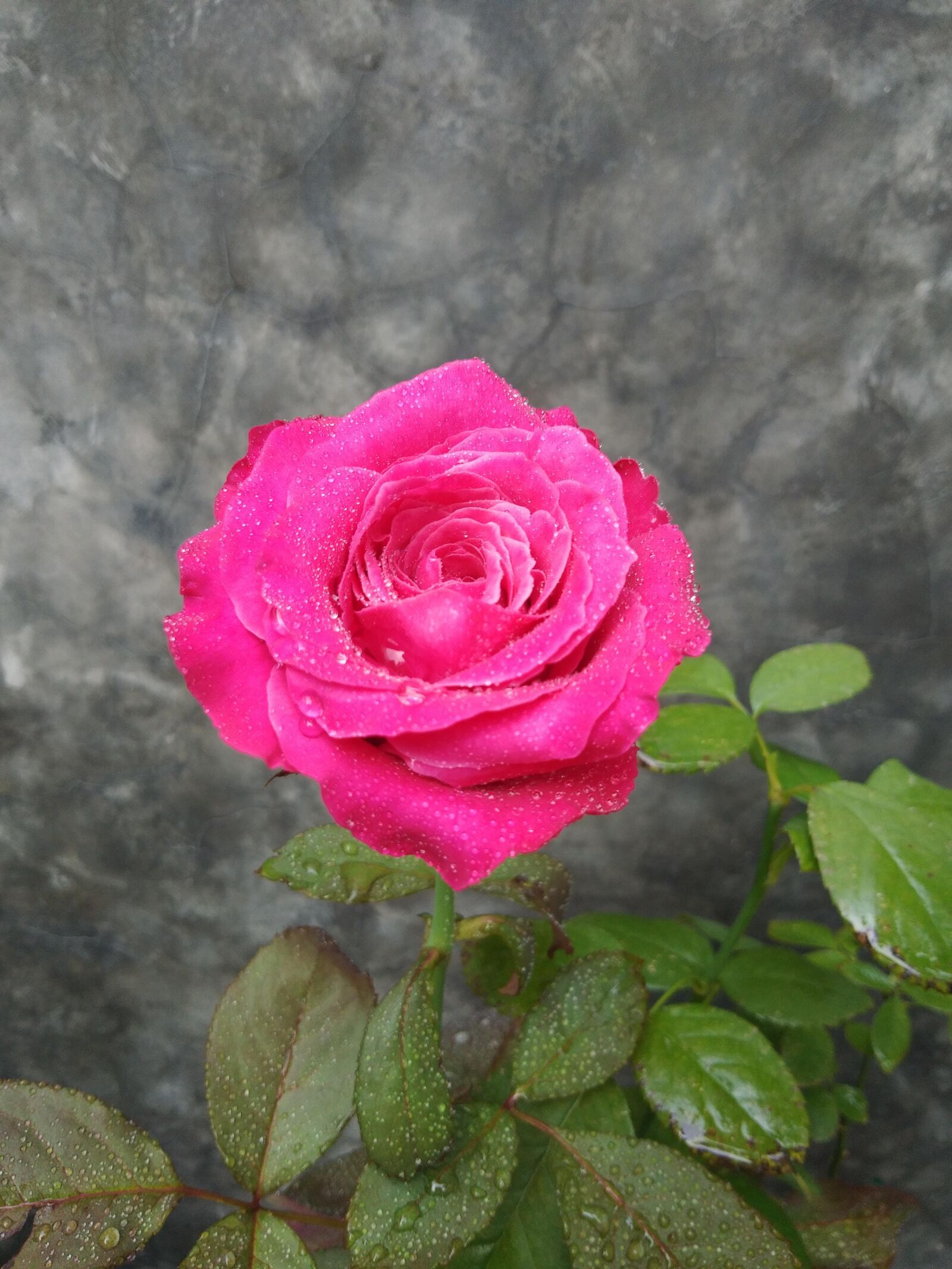 vivo 1716 sample photo. Rose, flower, blossom photography