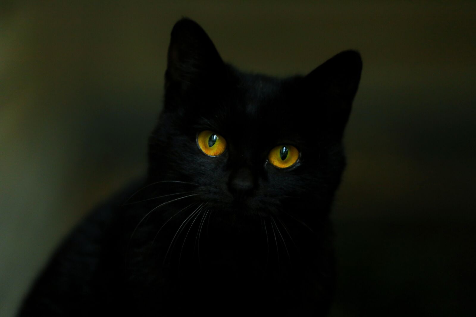 Canon EF 70-200mm F4L USM sample photo. Cat, black cat, animal photography