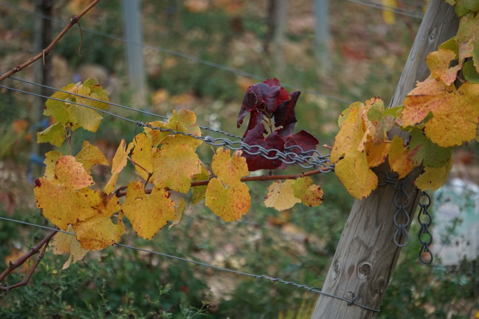 Sony a6000 sample photo. Vines, autumn, wine photography