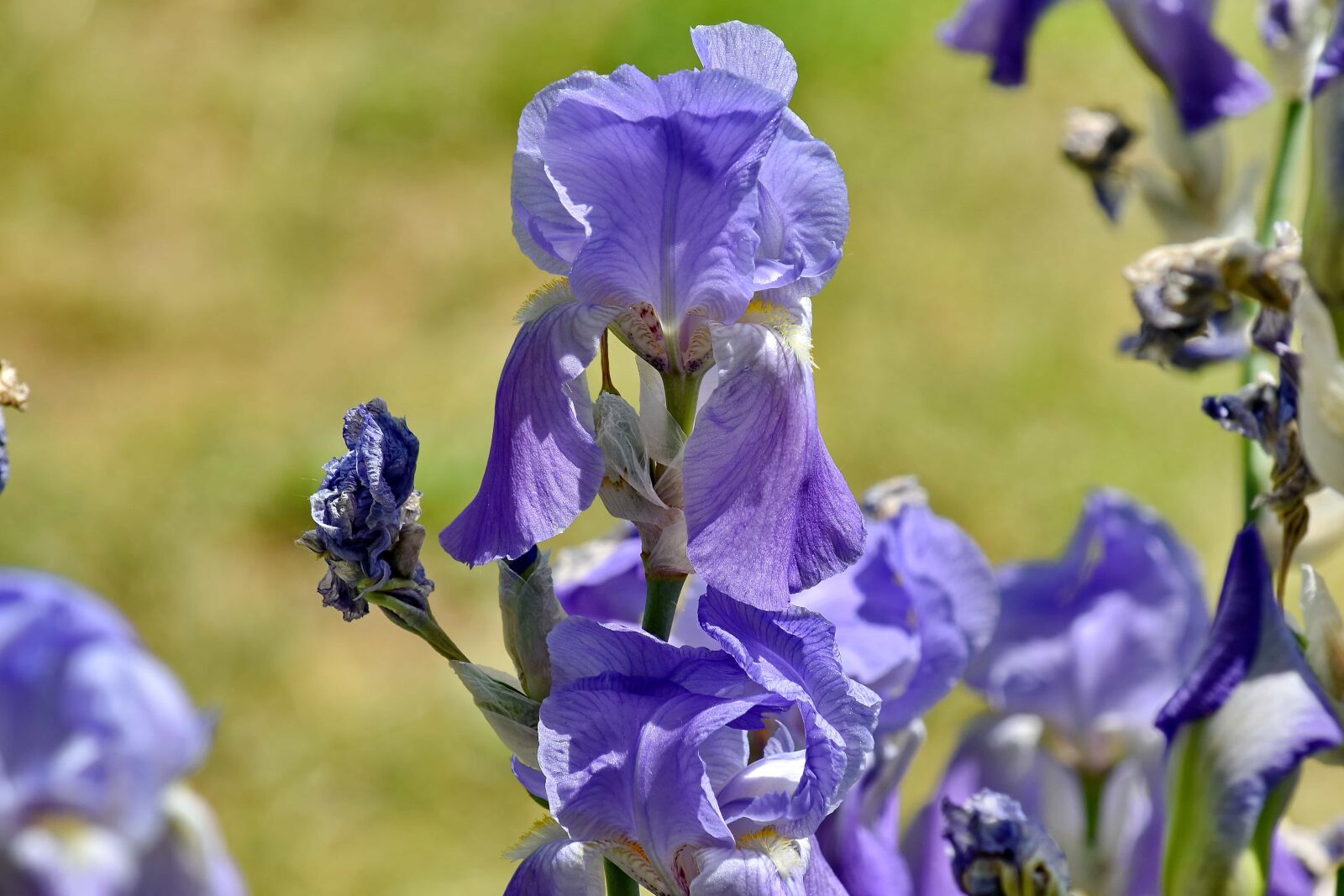 Nikon D5500 sample photo. Flower bud, flower garden photography