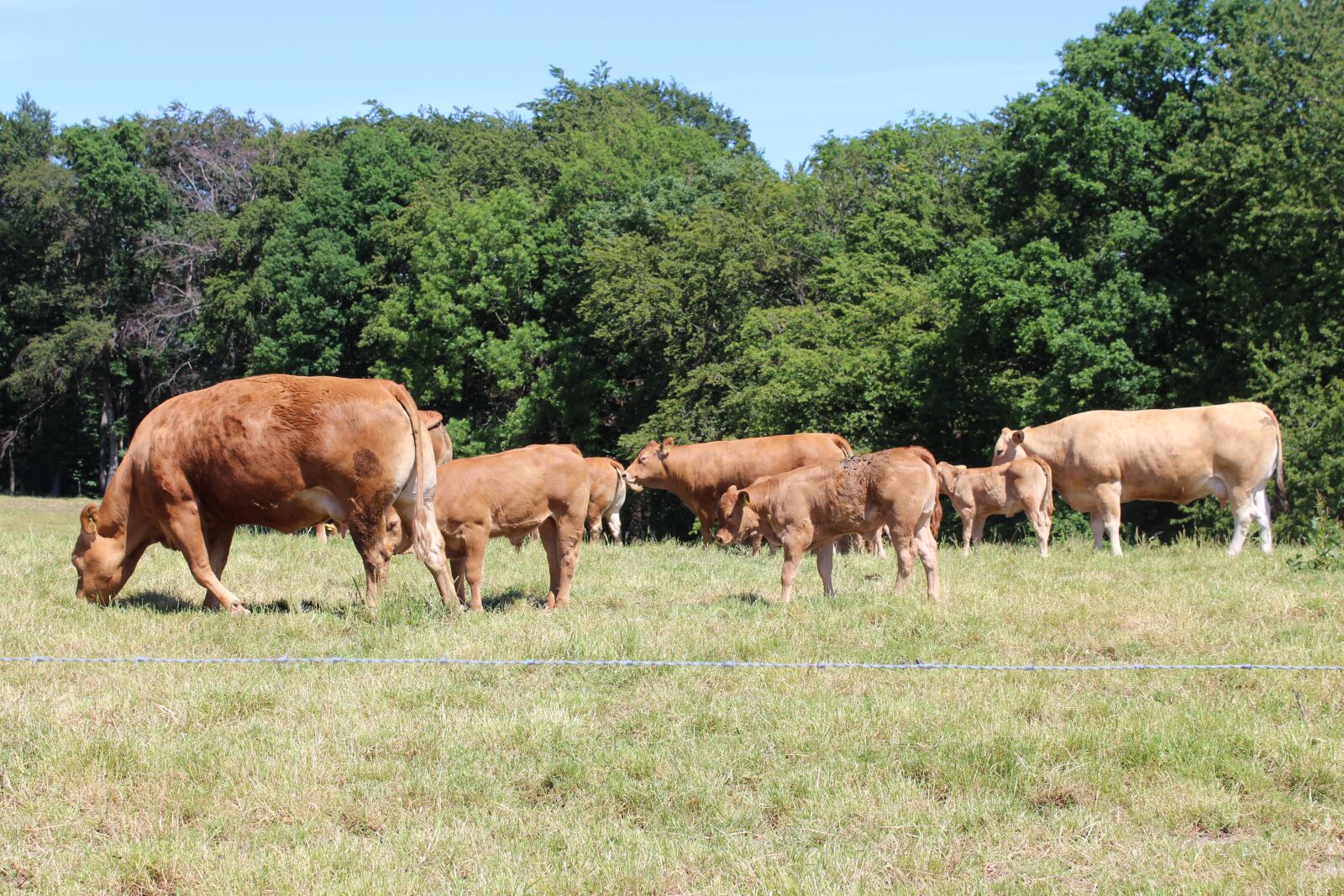 Canon EOS 1300D (EOS Rebel T6 / EOS Kiss X80) sample photo. Pasture, cows, voiswinkel photography