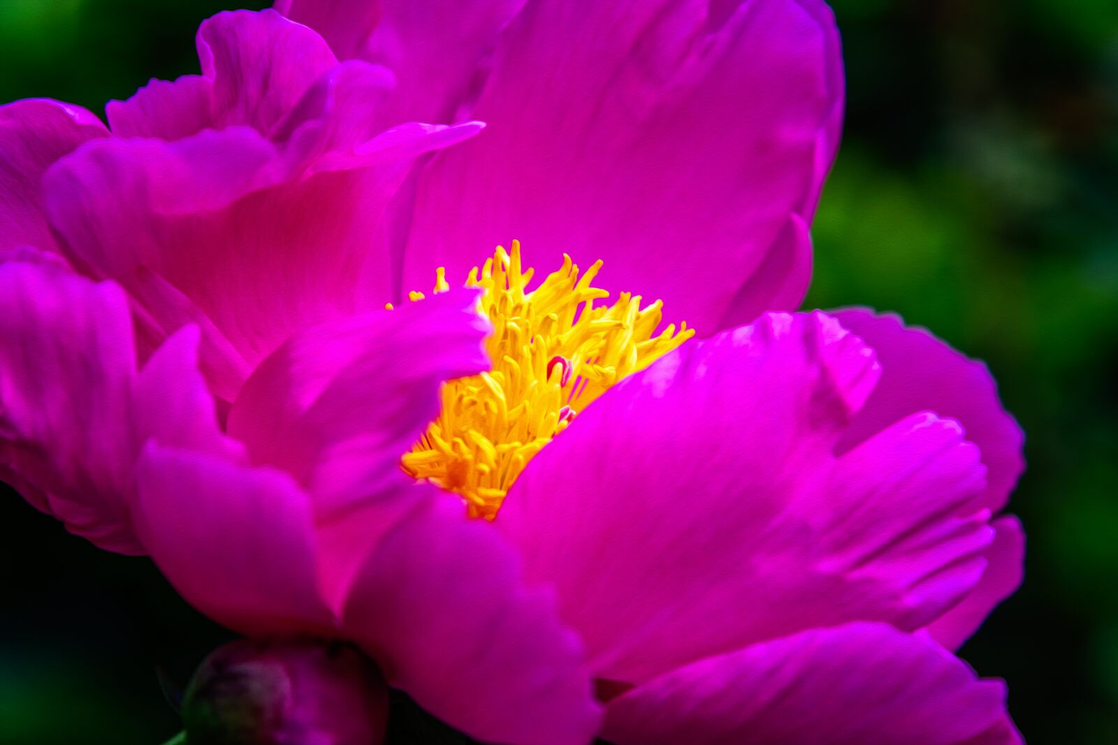 Nikon D3300 sample photo. Flower, peony, blossom photography