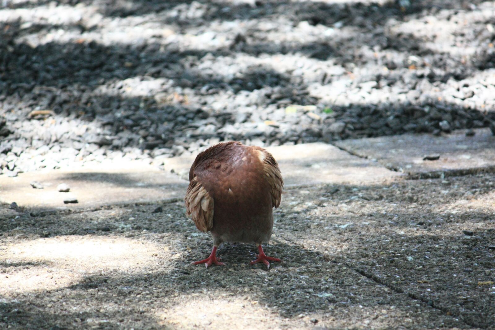 Canon EOS 450D (EOS Rebel XSi / EOS Kiss X2) sample photo. Bird, headless, pigeon photography
