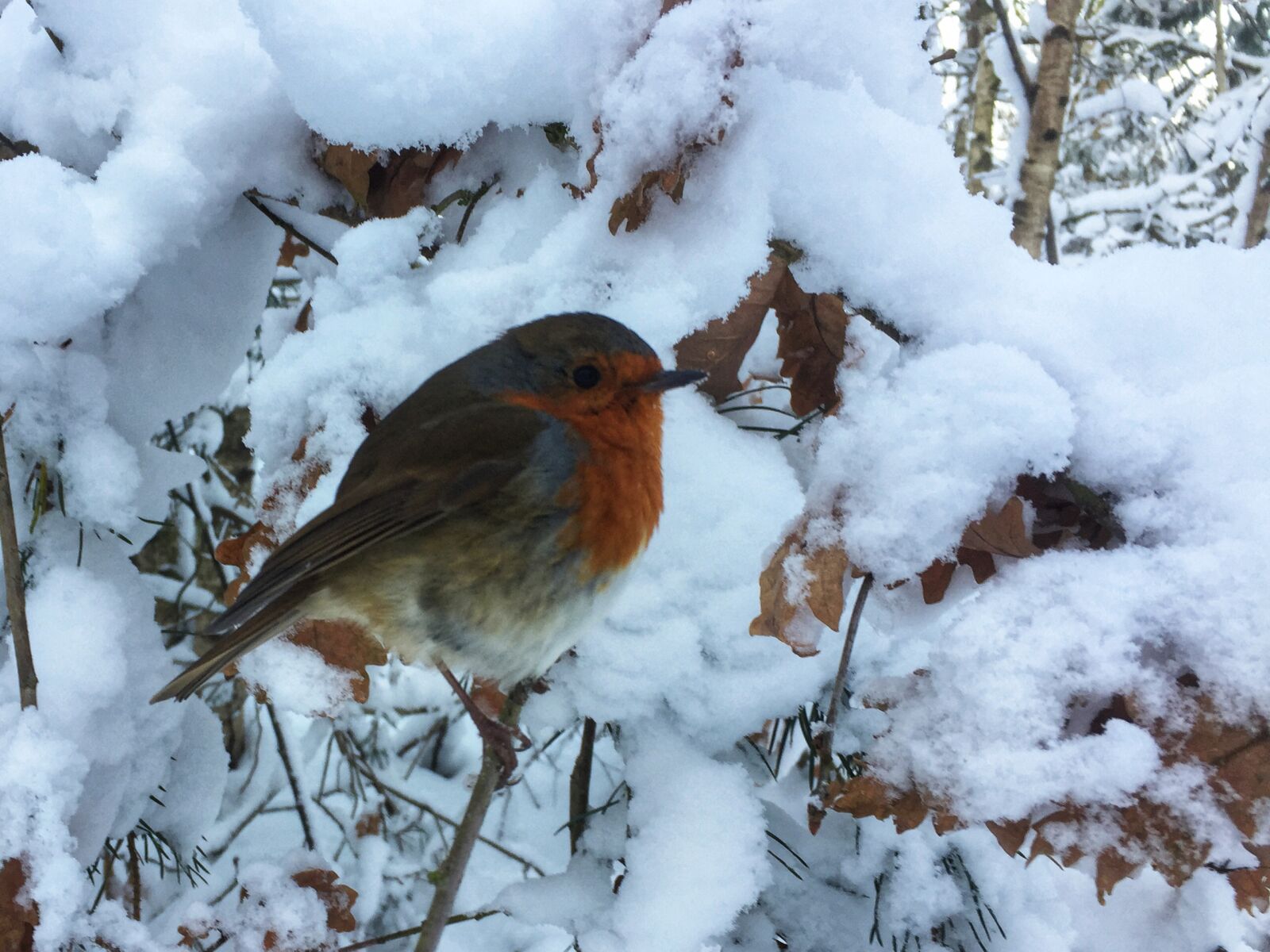 Apple iPhone 6 sample photo. Bird, robin, snow, winter photography