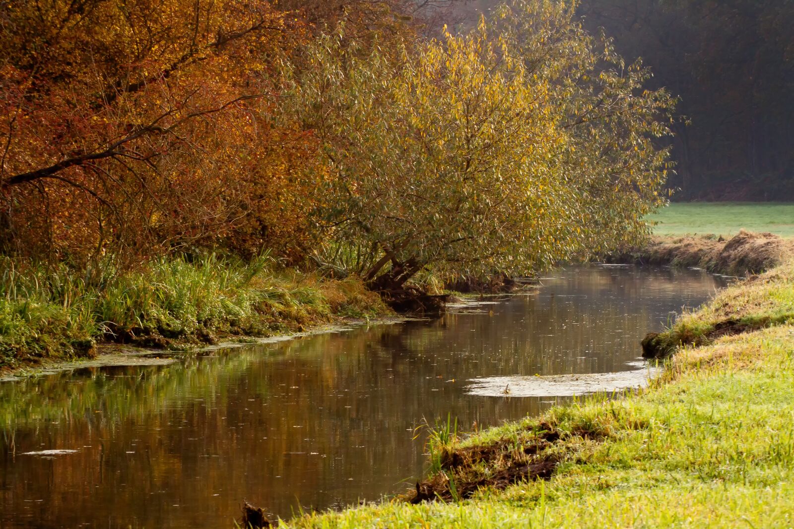 Canon EOS 50D sample photo. River, swamp, rain photography