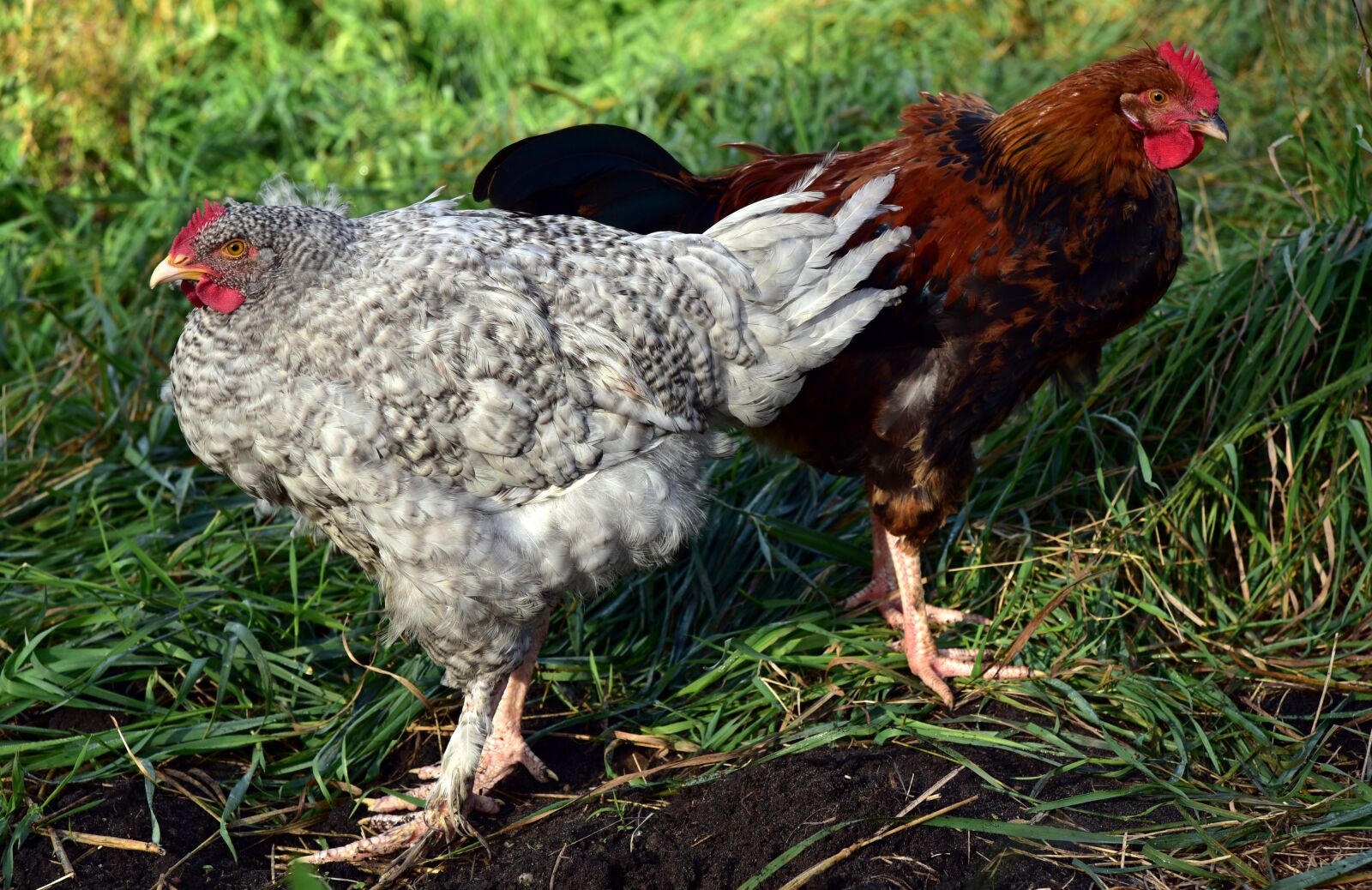 Nikon D750 sample photo. Hahn, chicken, pair photography