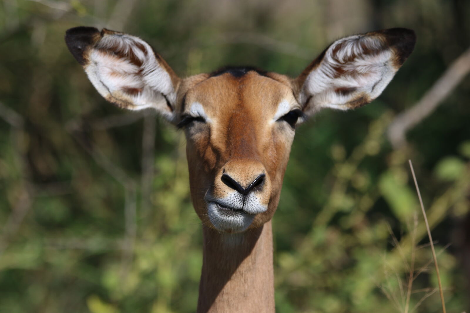 Canon EOS 7D Mark II sample photo. Animal, antelope, barbaric, buck photography