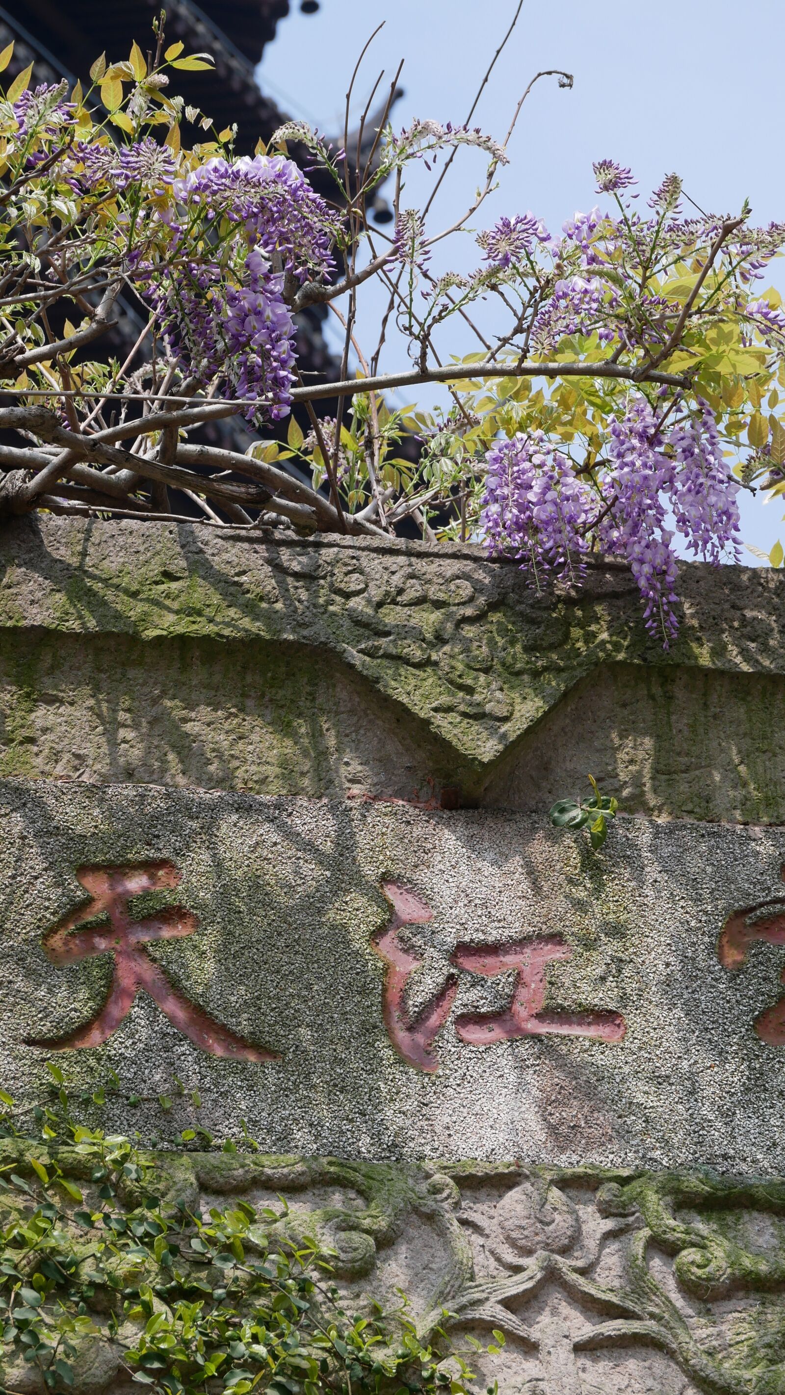 Panasonic Lumix DMC-GX85 (Lumix DMC-GX80 / Lumix DMC-GX7 Mark II) sample photo. Nature, tree, plant photography