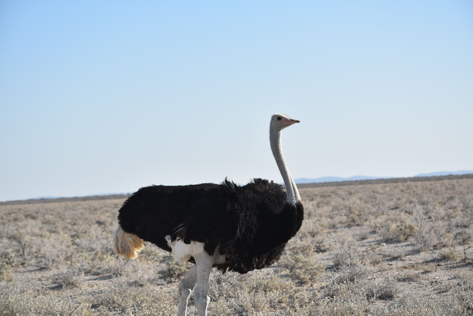 Nikon D5500 sample photo. Southern african, ostrich, run photography