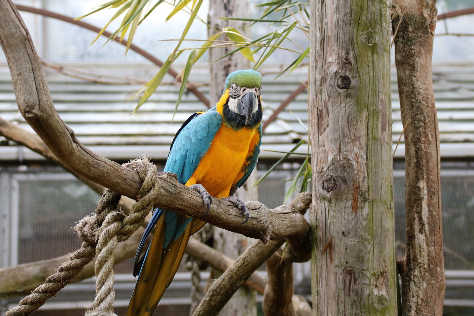 Canon EOS 760D (EOS Rebel T6s / EOS 8000D) sample photo. Parrot, macaw, bird photography
