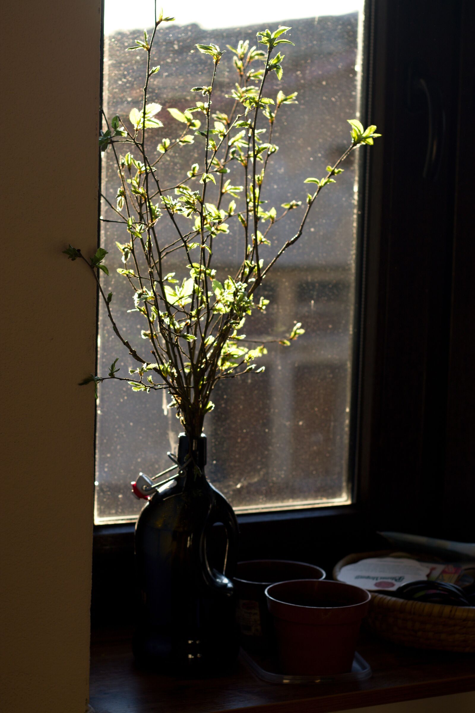 Canon EOS 1100D (EOS Rebel T3 / EOS Kiss X50) + Canon EF 50mm F1.8 II sample photo. Spring, light, sun photography