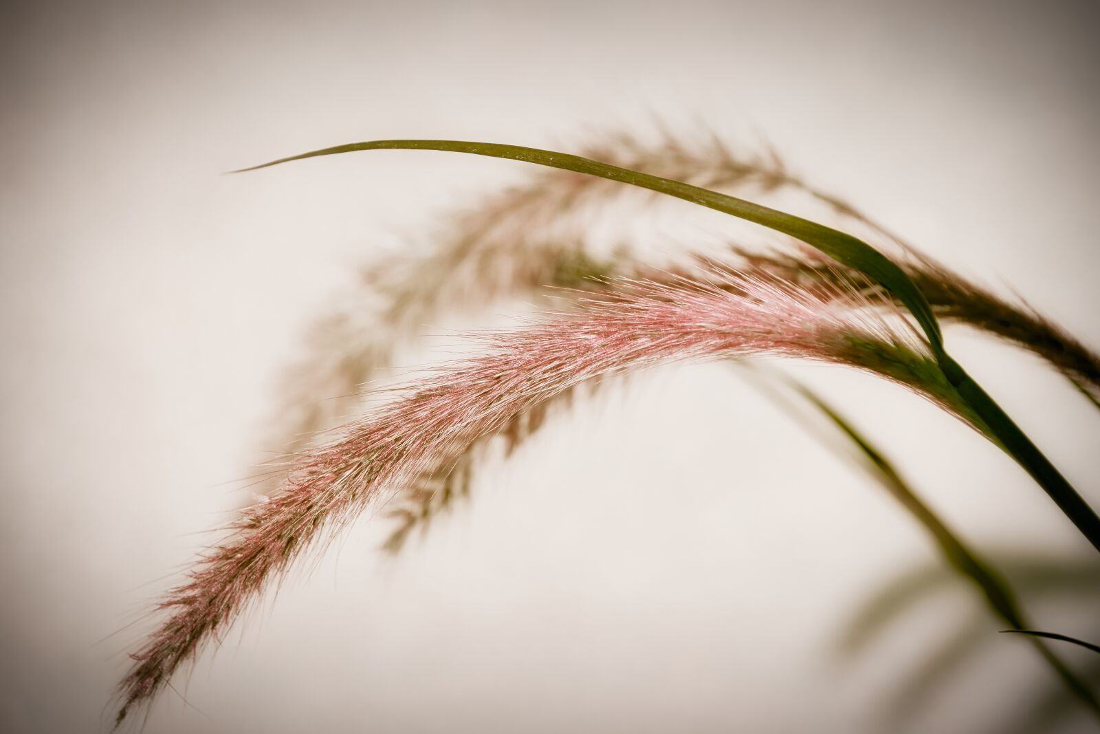 Canon EOS 200D (EOS Rebel SL2 / EOS Kiss X9) sample photo. Grasses, background, macro photography