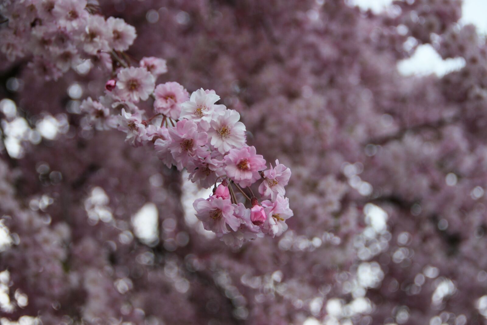 Canon EOS 600D (Rebel EOS T3i / EOS Kiss X5) sample photo. Flowers, flower, spring photography