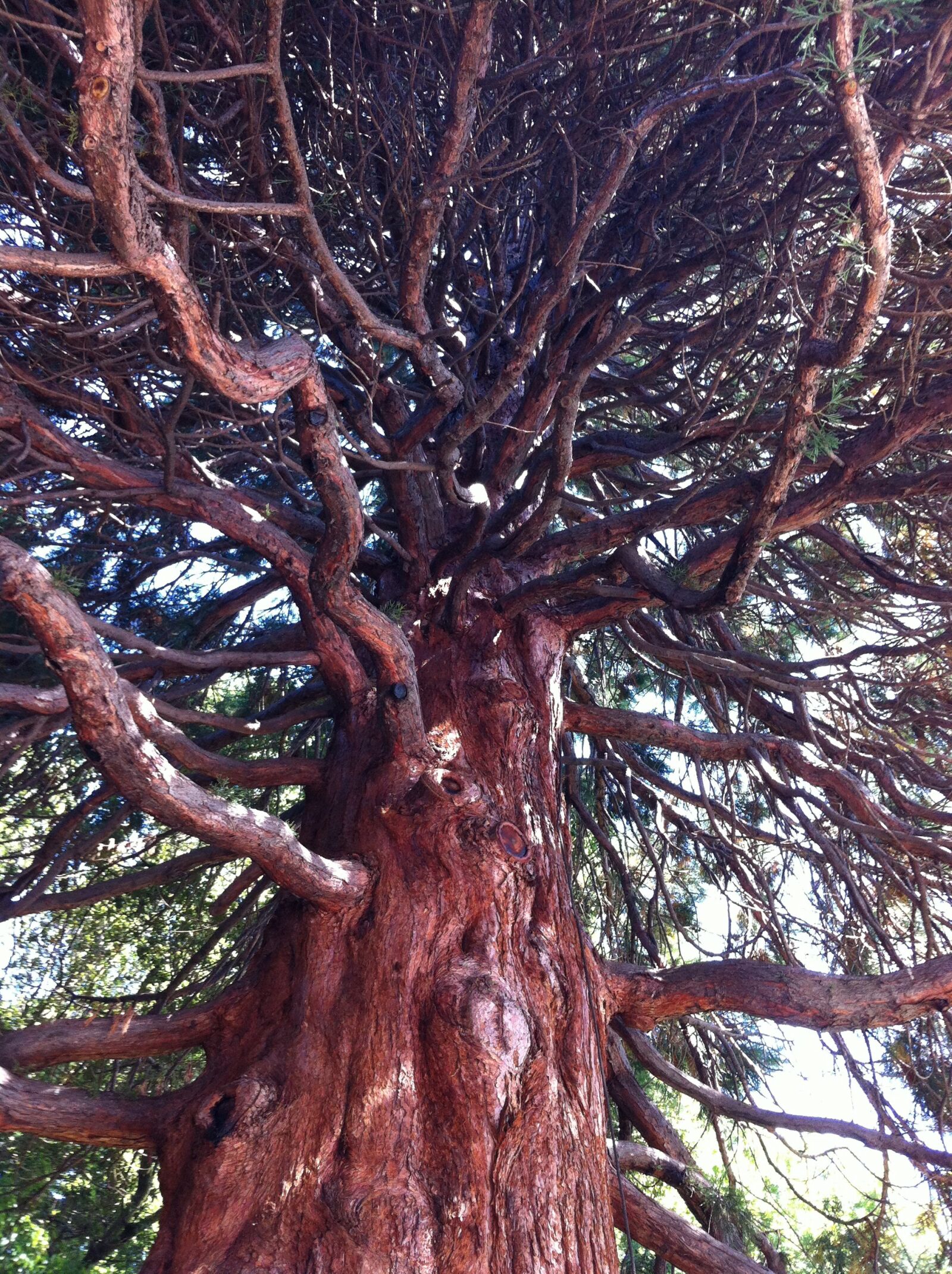 Apple iPhone 4 sample photo. Tree, branch, bark photography