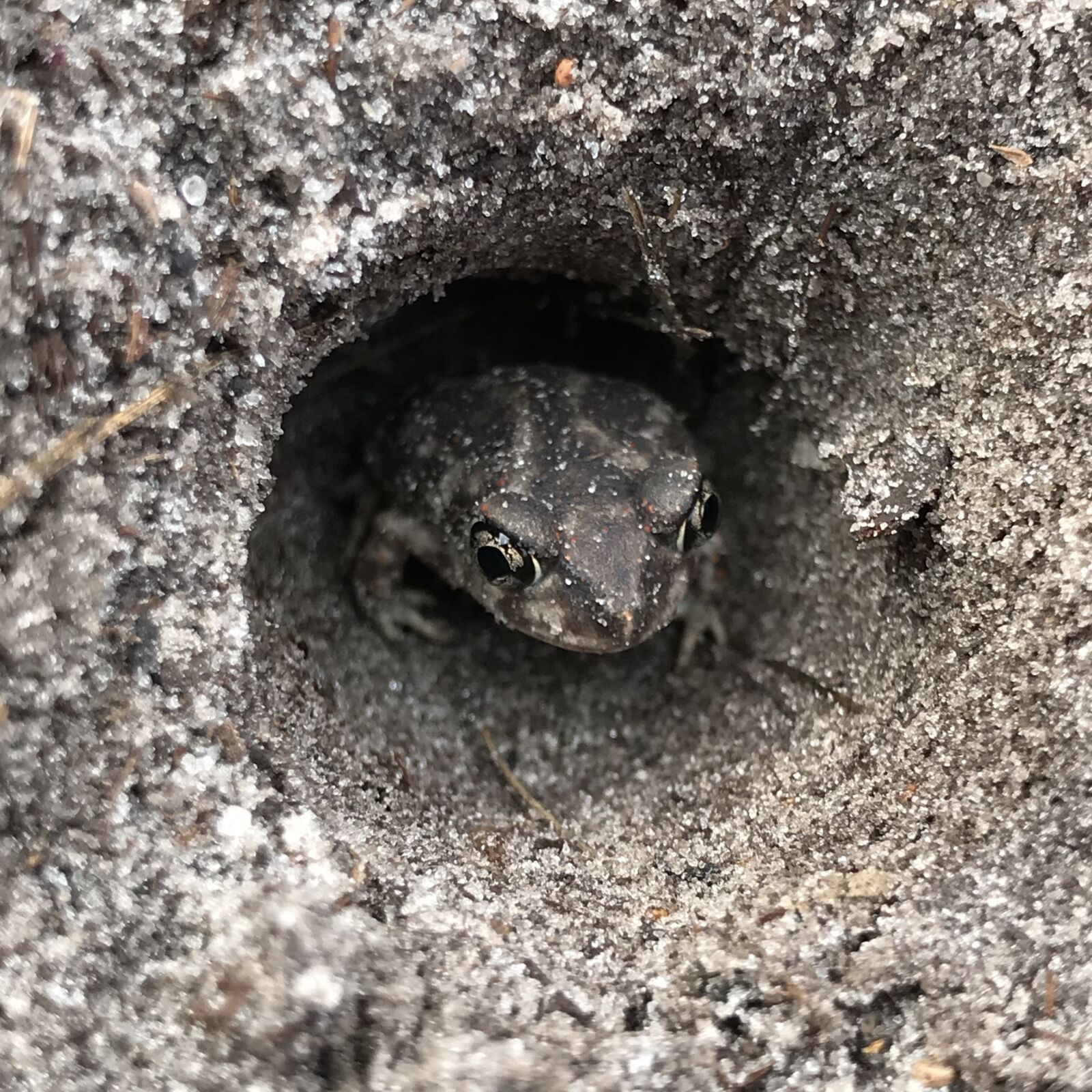 iPhone 7 Plus back dual camera 3.99mm f/1.8 sample photo. Frog, tunnel, hole photography