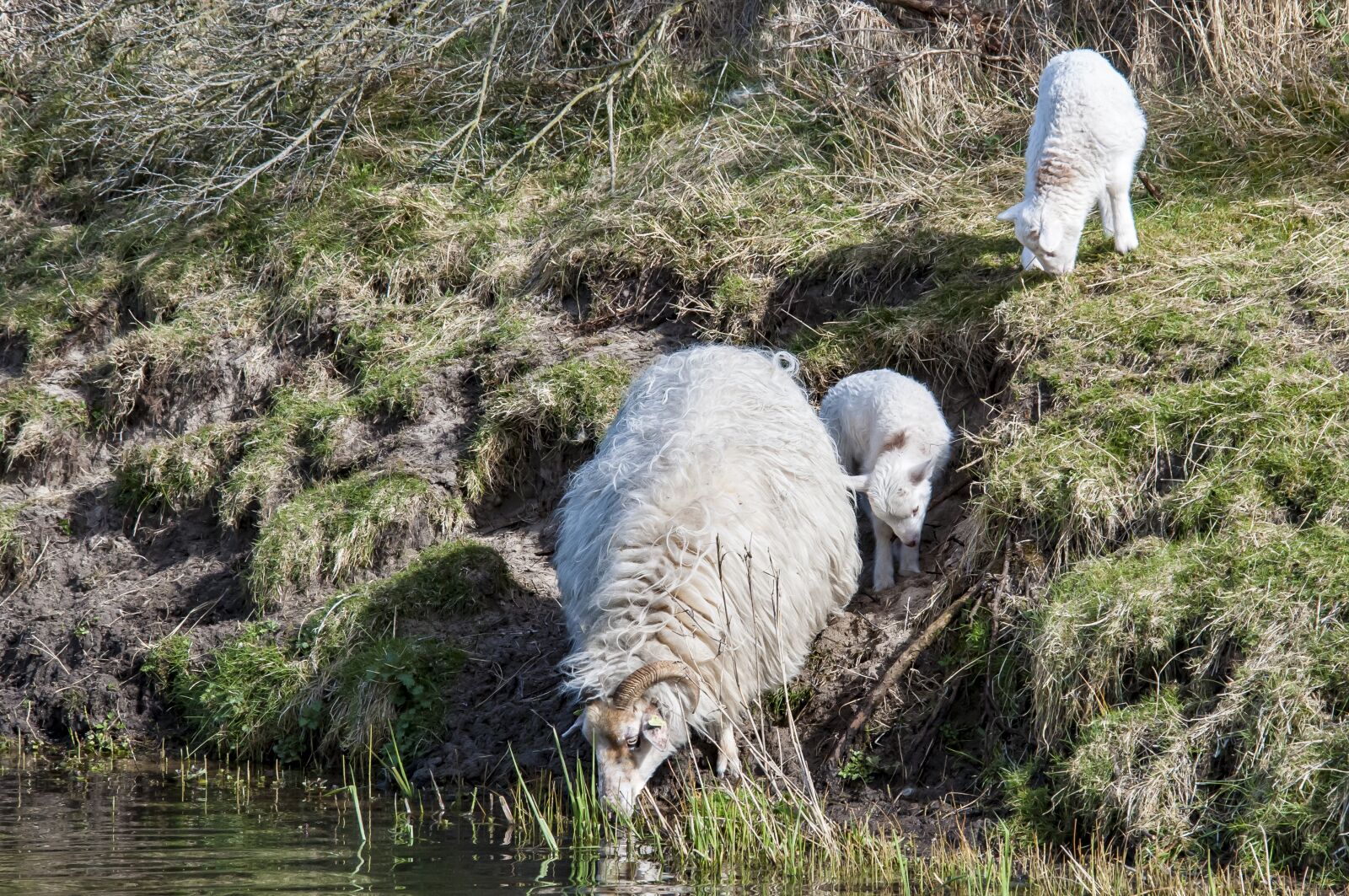 Nikon D300 sample photo. Lamb, sheep, animal photography