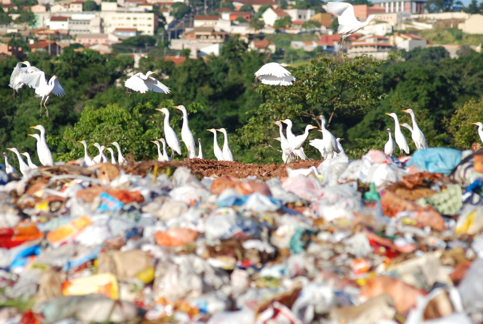 Nikon D80 sample photo. The dump, environment, society photography