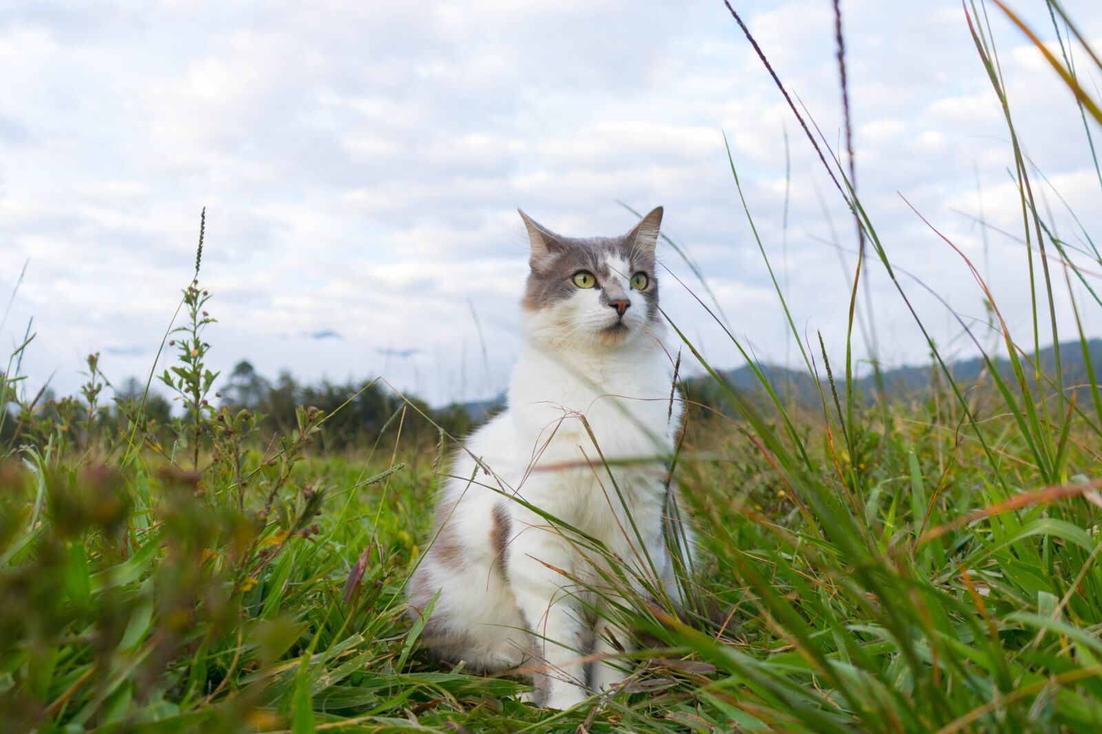 Canon EOS 750D (EOS Rebel T6i / EOS Kiss X8i) sample photo. Cat, animal, pet photography
