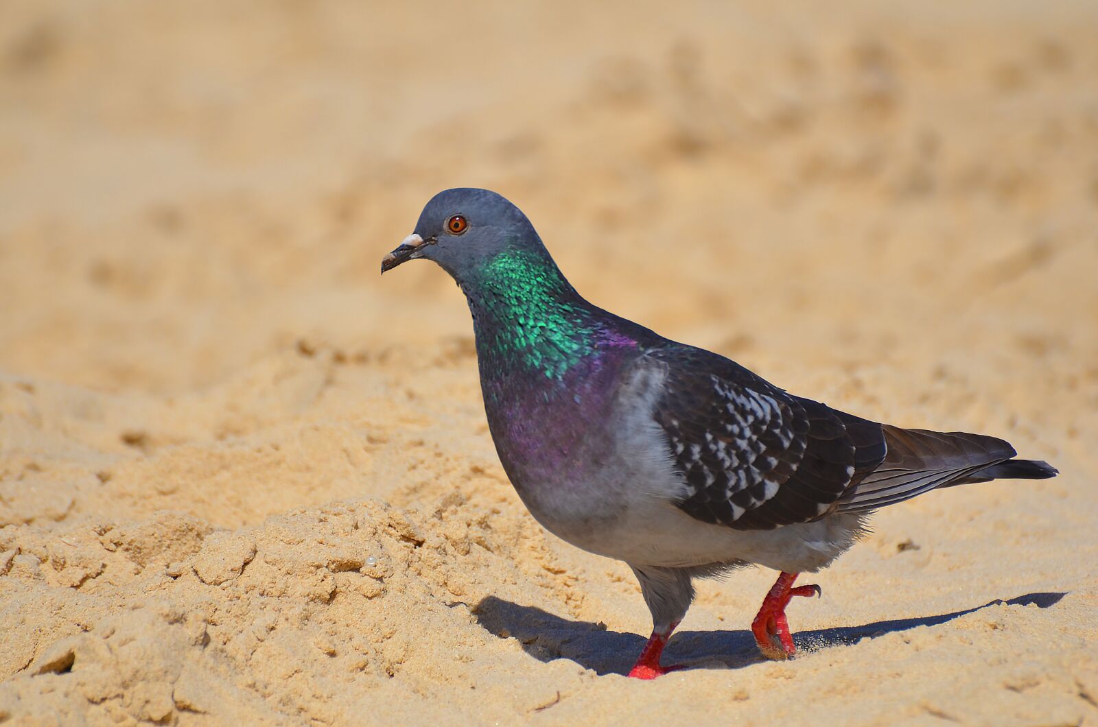 Nikon D7000 sample photo. Bird, nature, wildlife photography