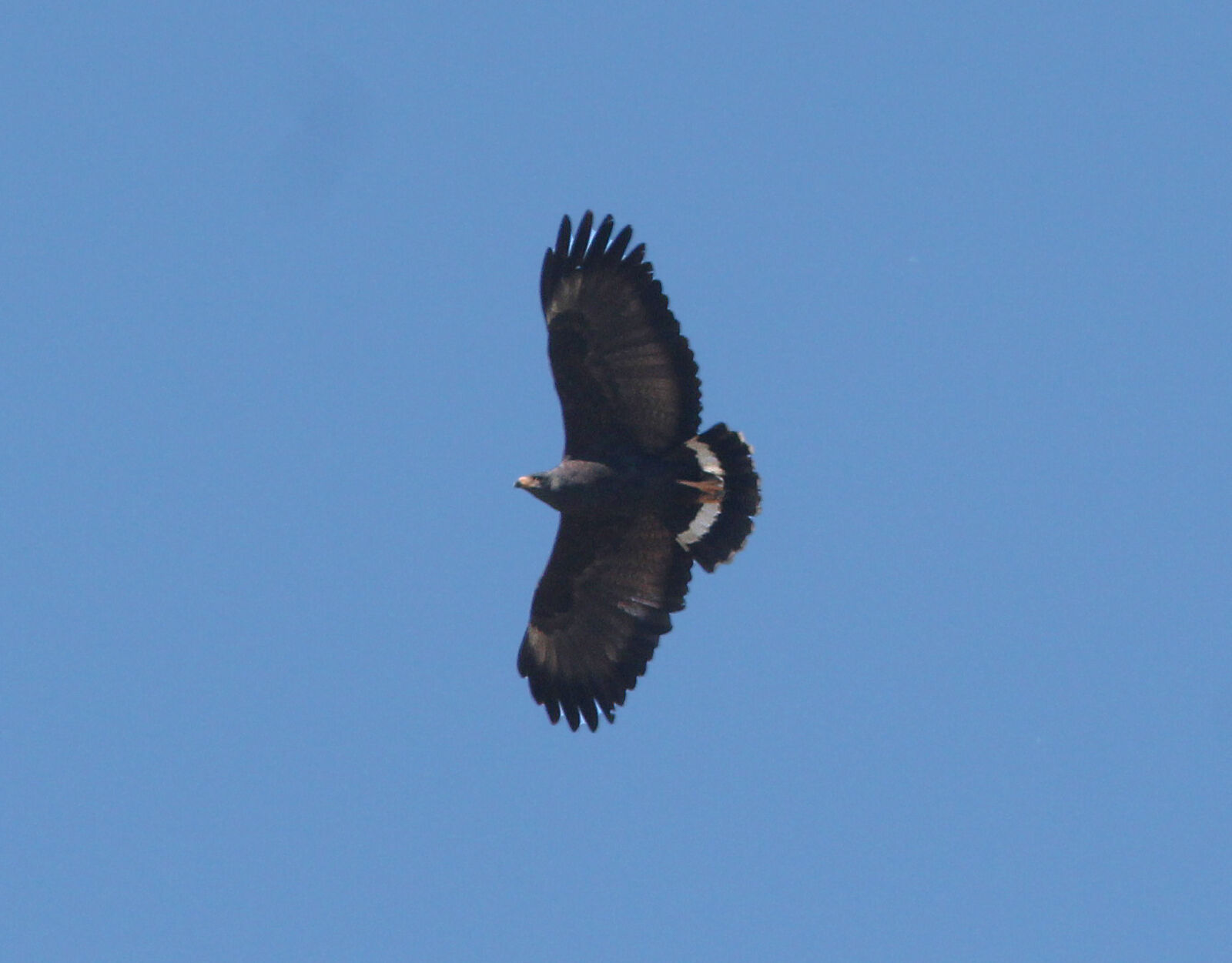 Canon EF 300mm F4L IS USM sample photo