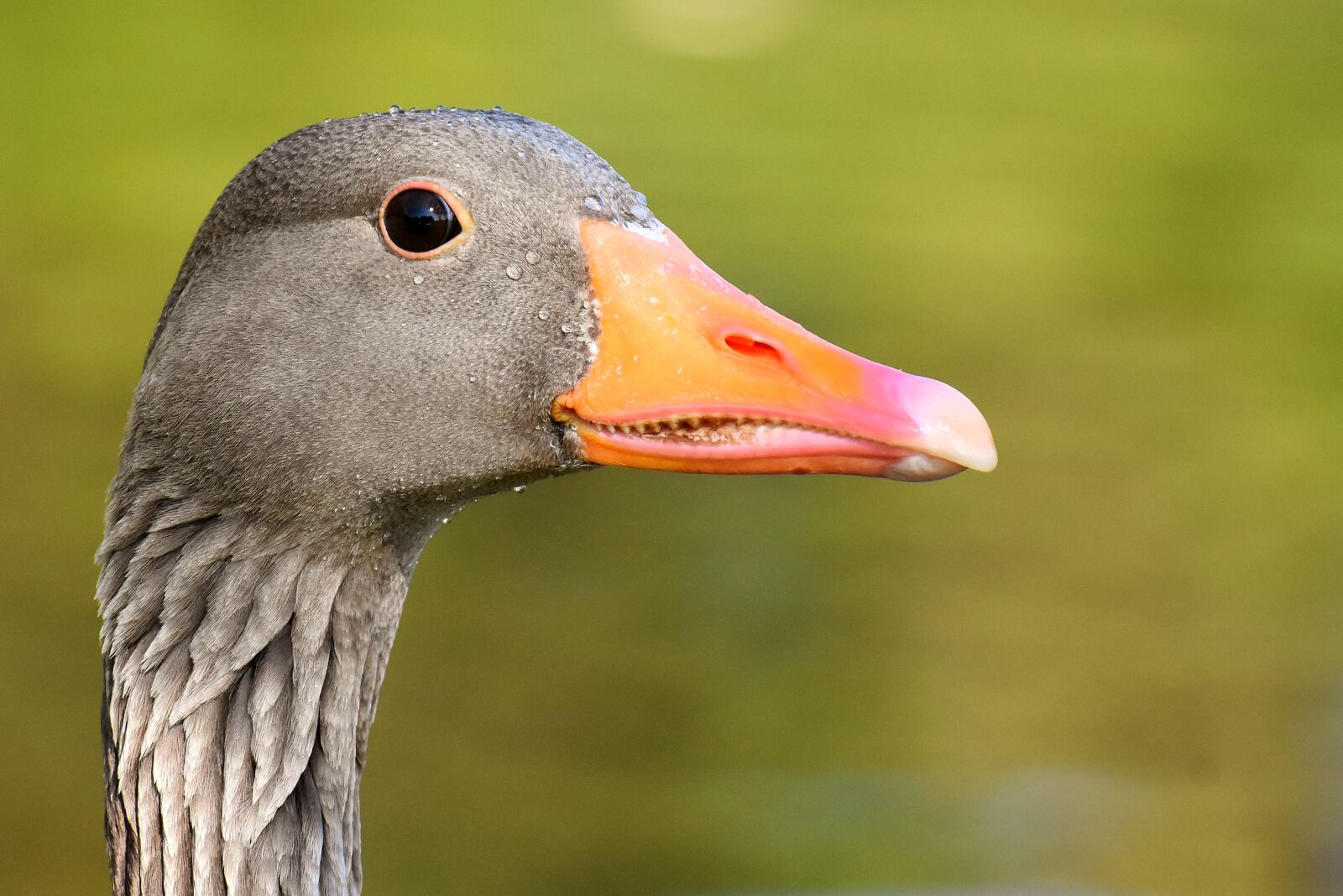 Nikon D7200 sample photo. Goose, wild goose, water photography