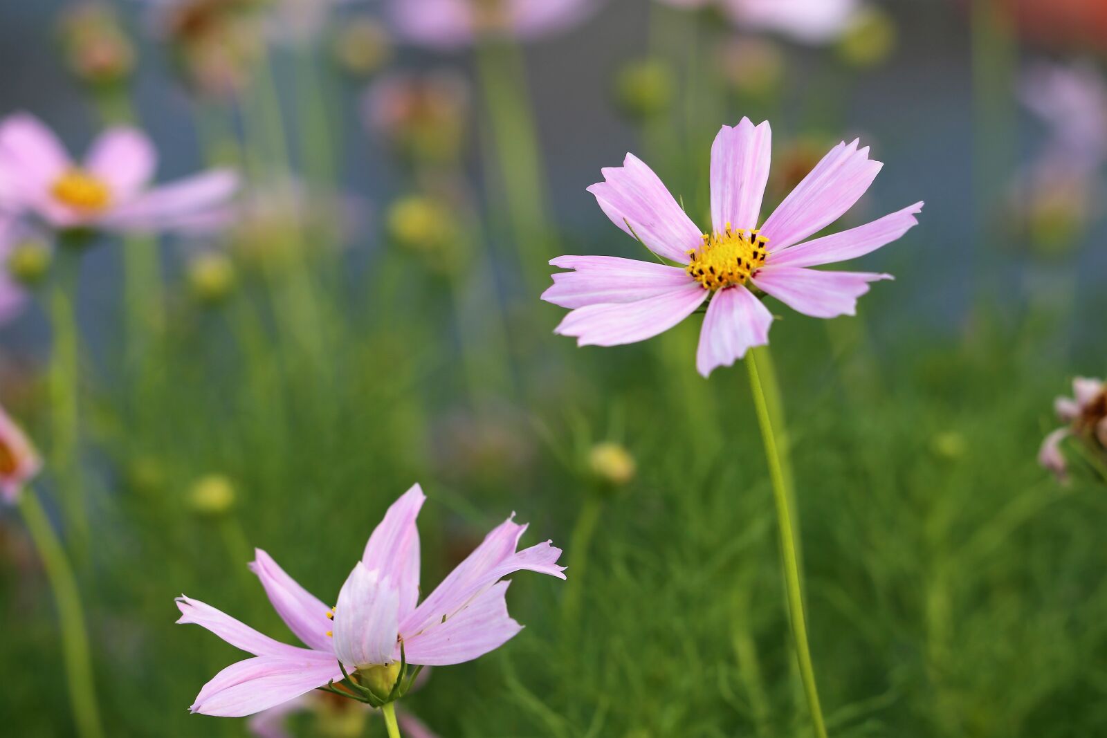 Canon EF 70-300 F4-5.6 IS II USM sample photo. Cosmos, flowers, cosmos bipinnatus photography