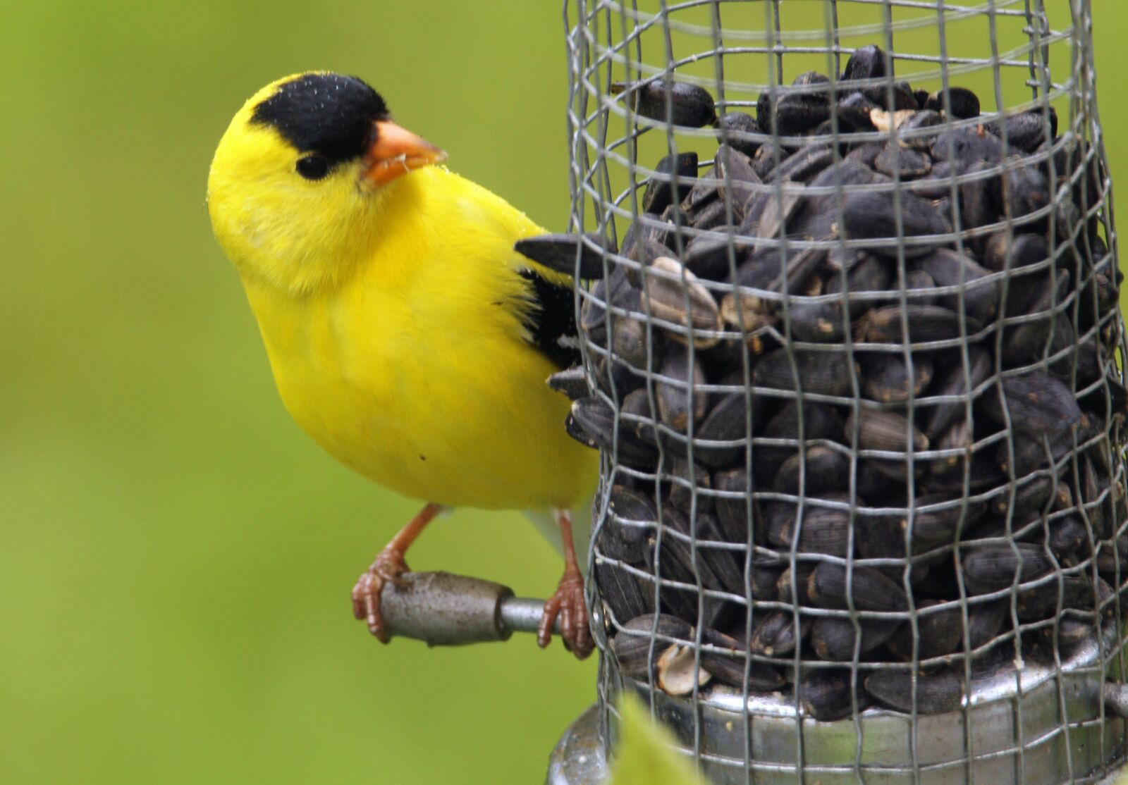 Canon EOS 60D sample photo. Birds, animal, bird photography