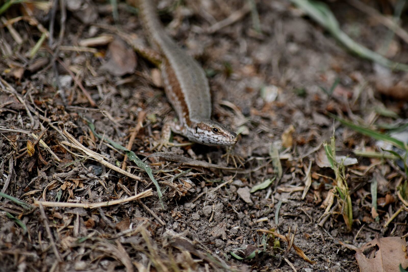 Nikon D5500 sample photo. Lizard, reptile, nature, ground photography