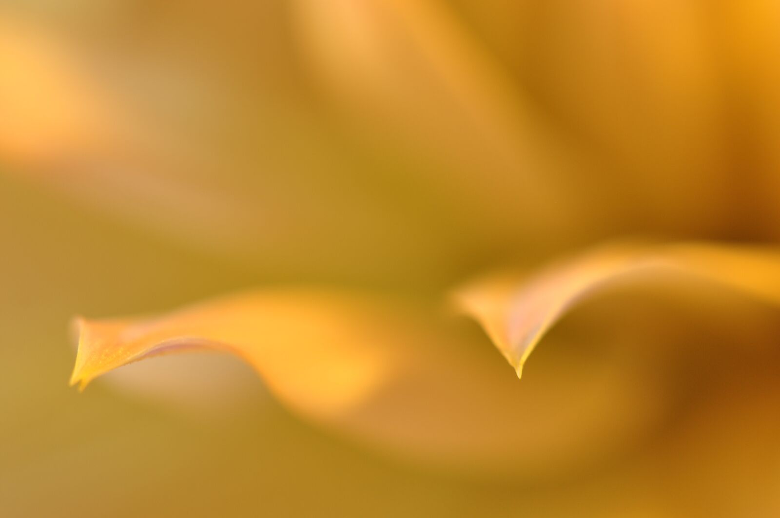 Nikon D90 sample photo. Flowers, flower, summer photography