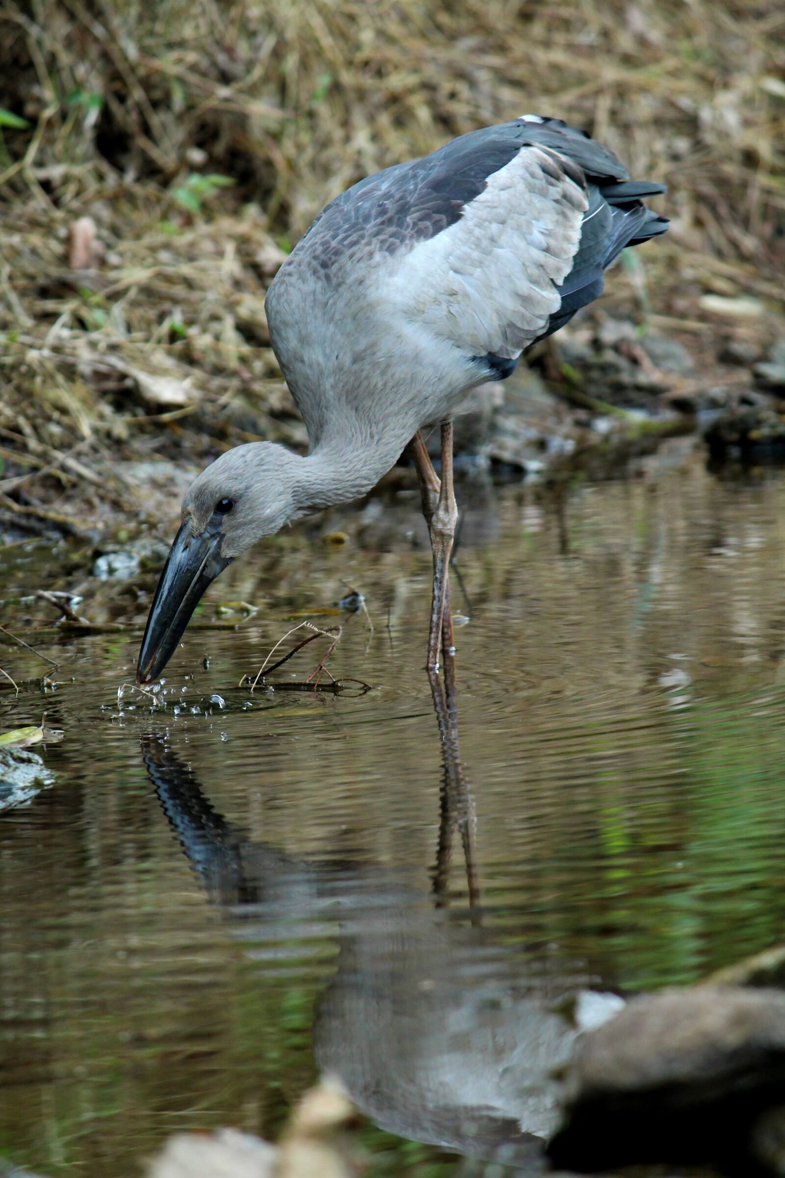 Canon EOS 1300D (EOS Rebel T6 / EOS Kiss X80) sample photo. Asian, openbill, stork photography