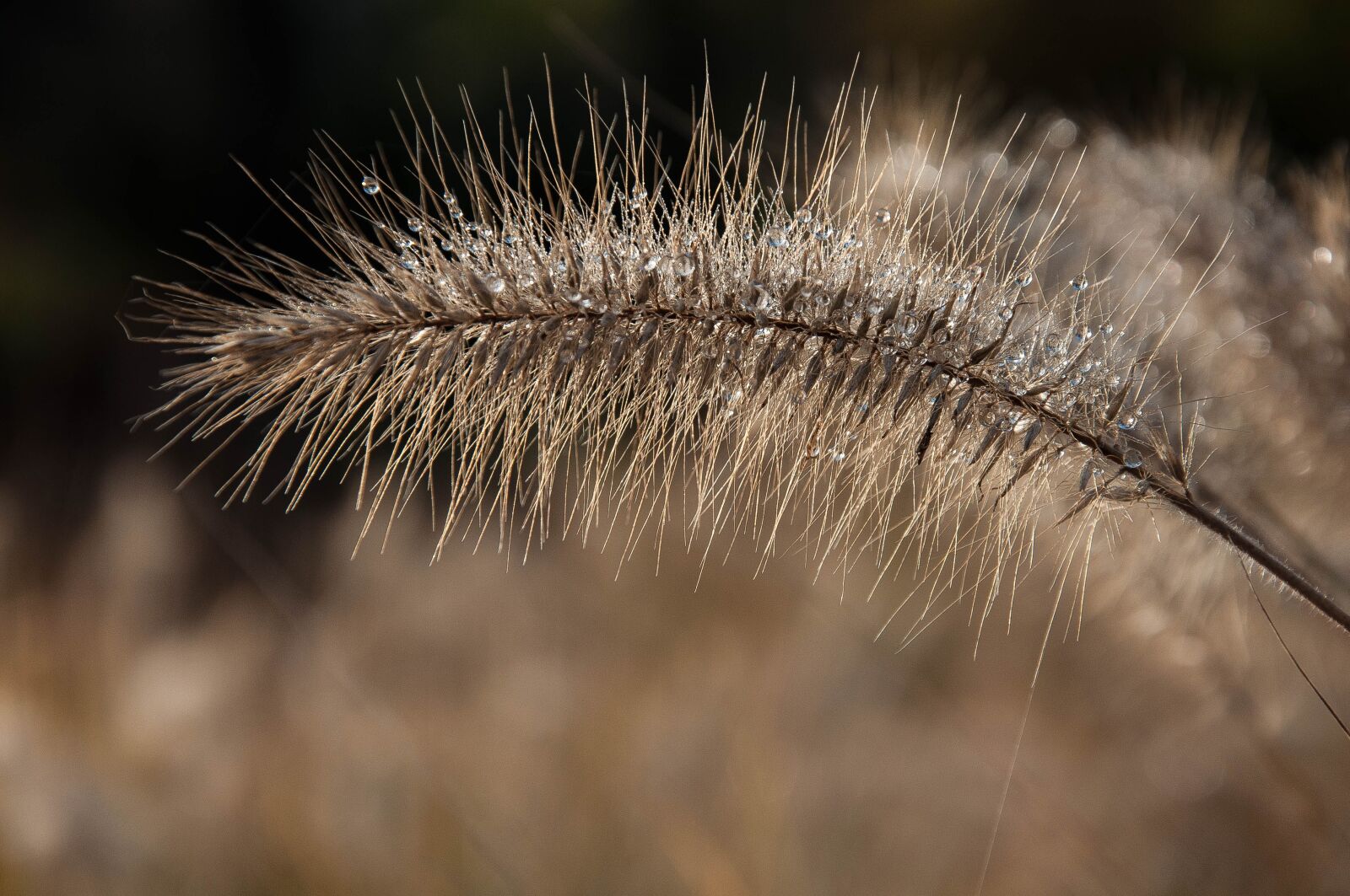 Nikon D90 sample photo. Grass, a grass, meadow photography