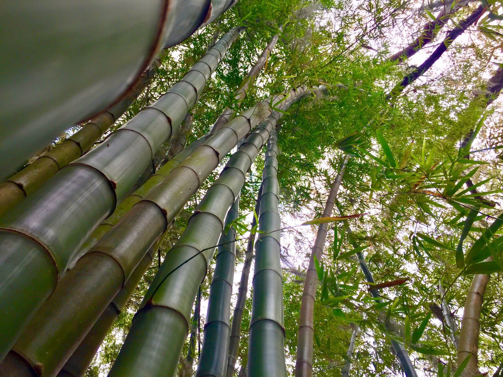 iPhone 6 Plus back camera 4.15mm f/2.2 sample photo. Bamboo, stalks, green photography