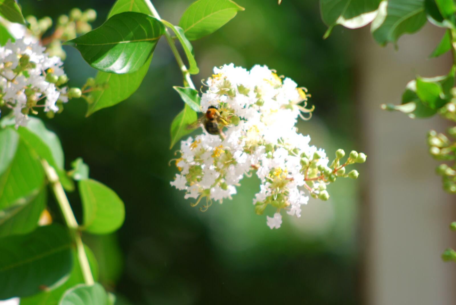 Nikon D80 sample photo. Flower, flowering tree, nature photography