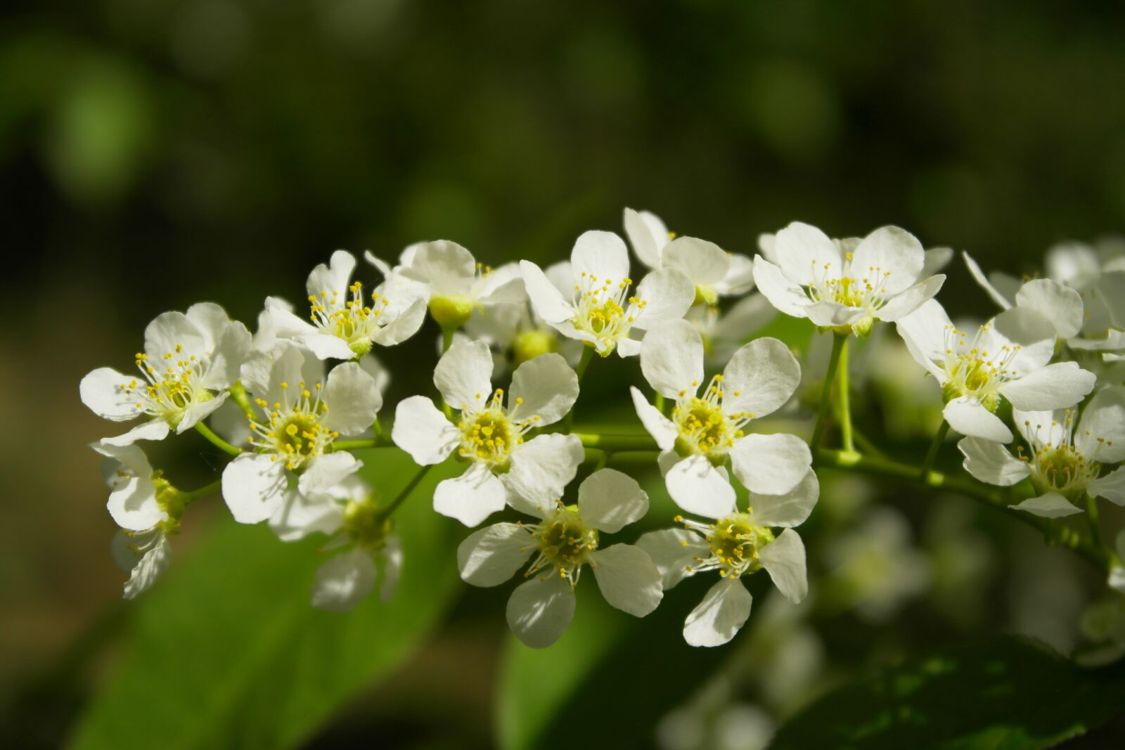 Samsung NX1000 sample photo. Bird-cherry tree, bird cherry photography
