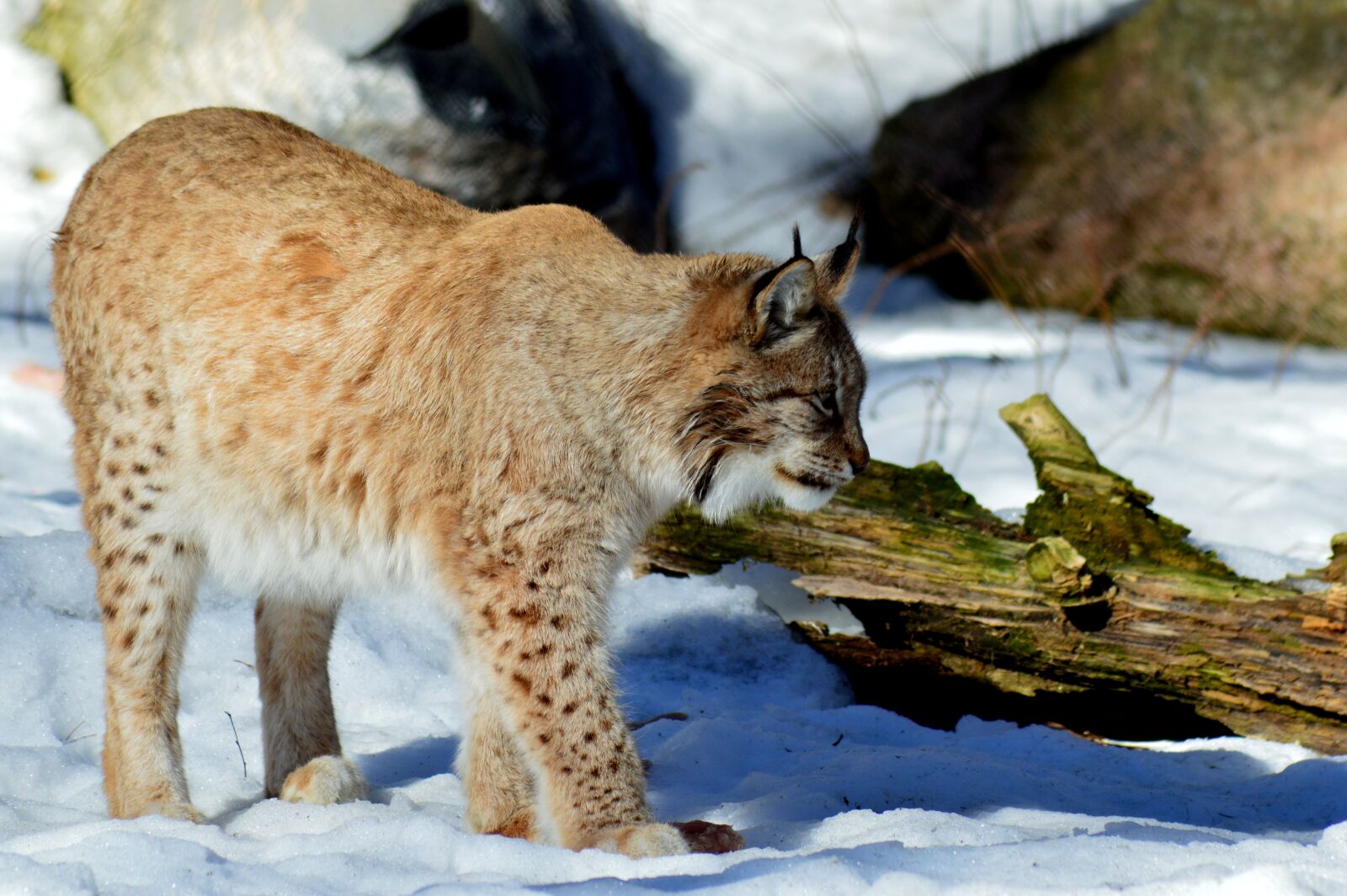 Nikon D3200 sample photo. Lynx, animals, cat photography