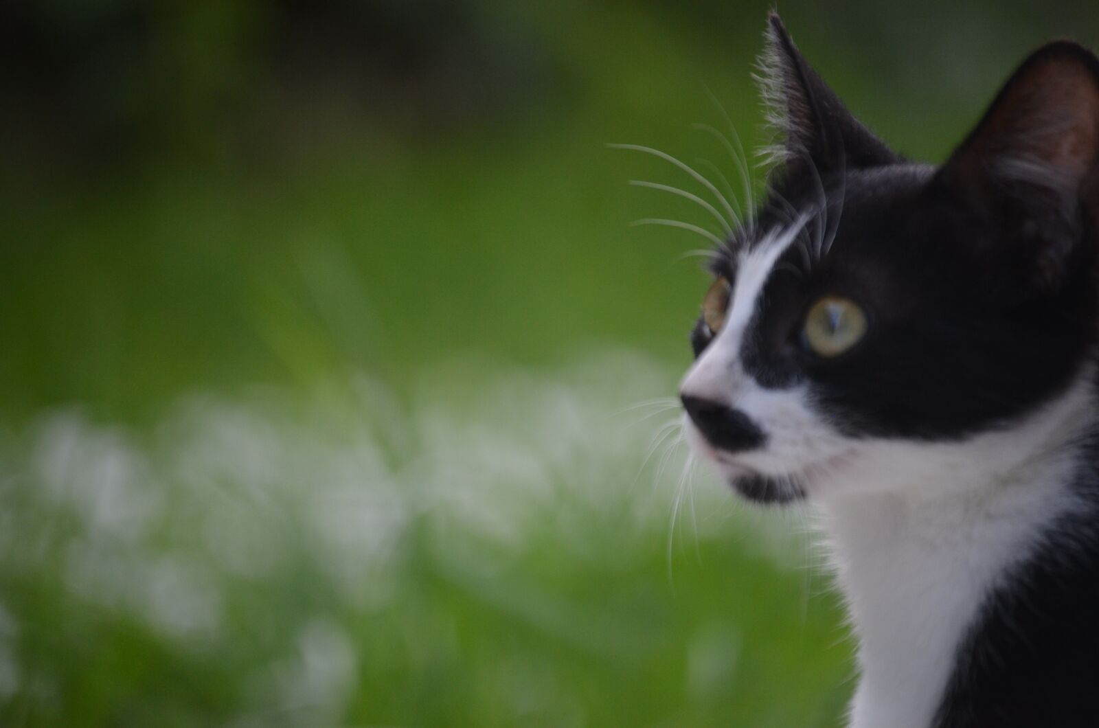 Nikon D5100 sample photo. Nature, naturephotography, beautiful photography