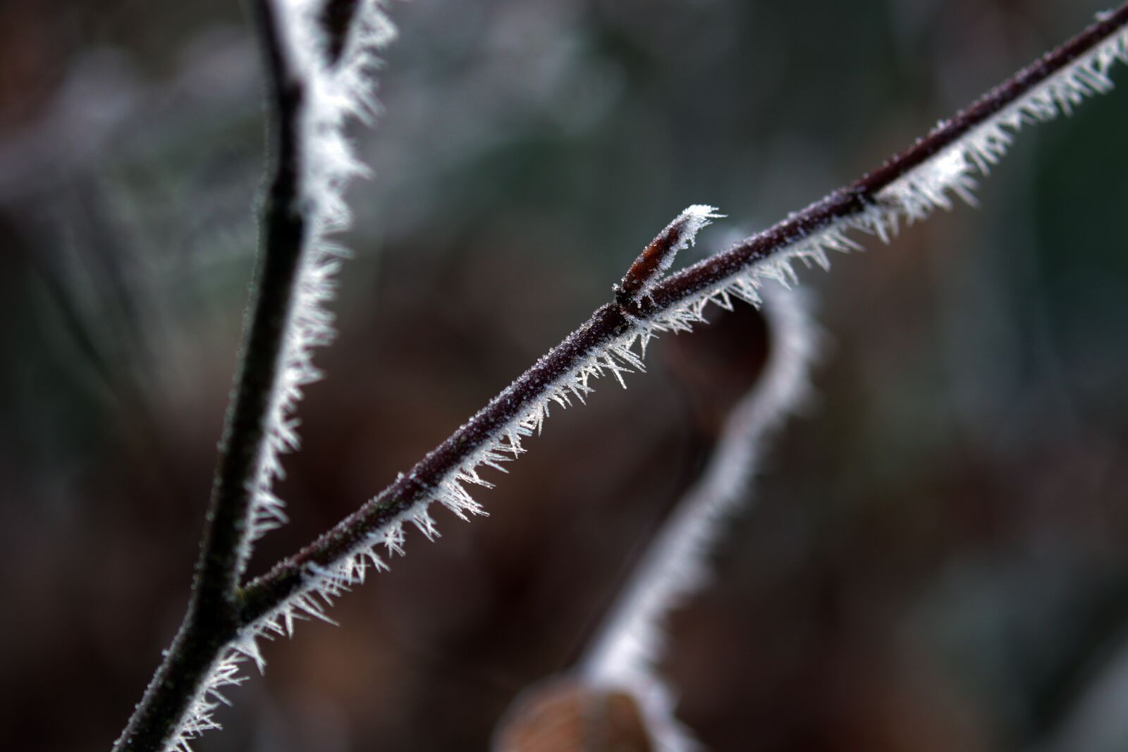 Canon EOS 7D Mark II sample photo. Plant, icy, trees photography