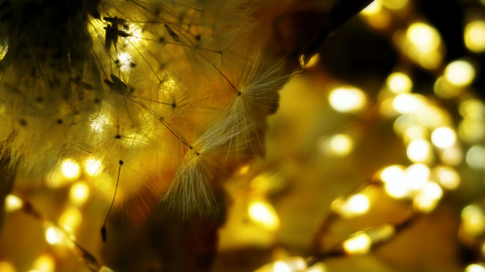 Sony a6000 sample photo. Dandelion, nature, screen photography