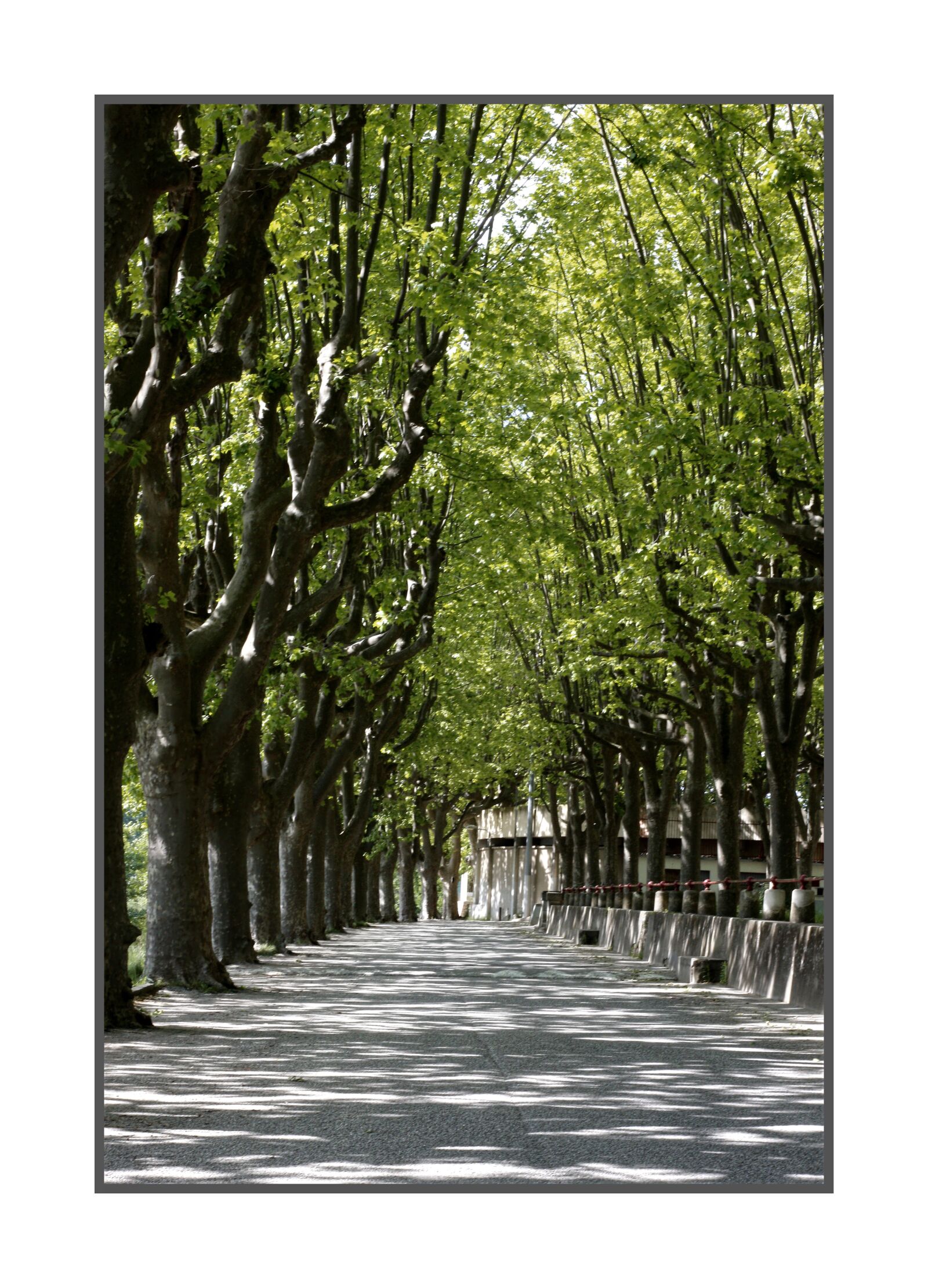 Canon EOS 700D (EOS Rebel T5i / EOS Kiss X7i) sample photo. Boulevard, trees, light photography