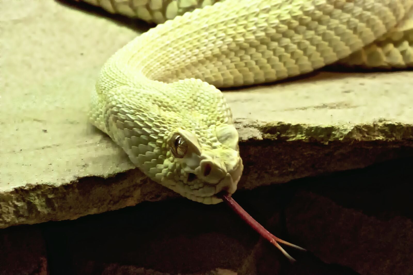 Nikon D90 sample photo. Reptile, snake, poisonous photography