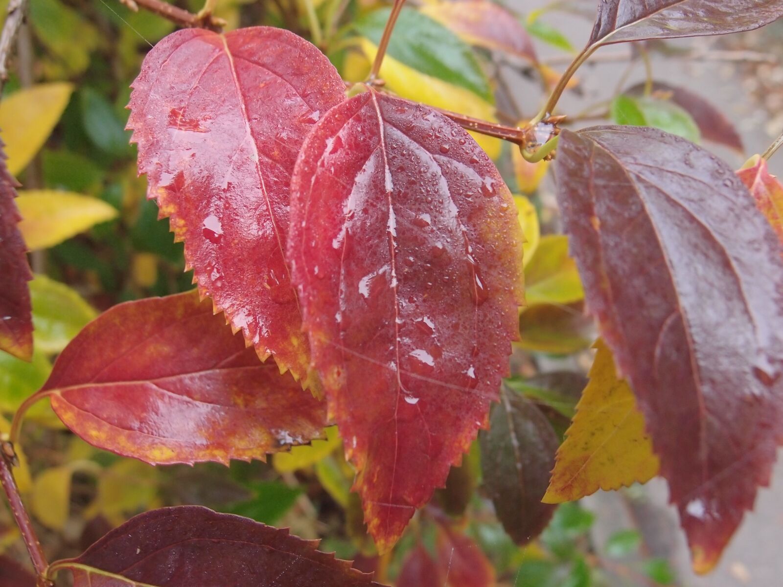 Olympus XZ-1 sample photo. Autumn, leaves, red photography