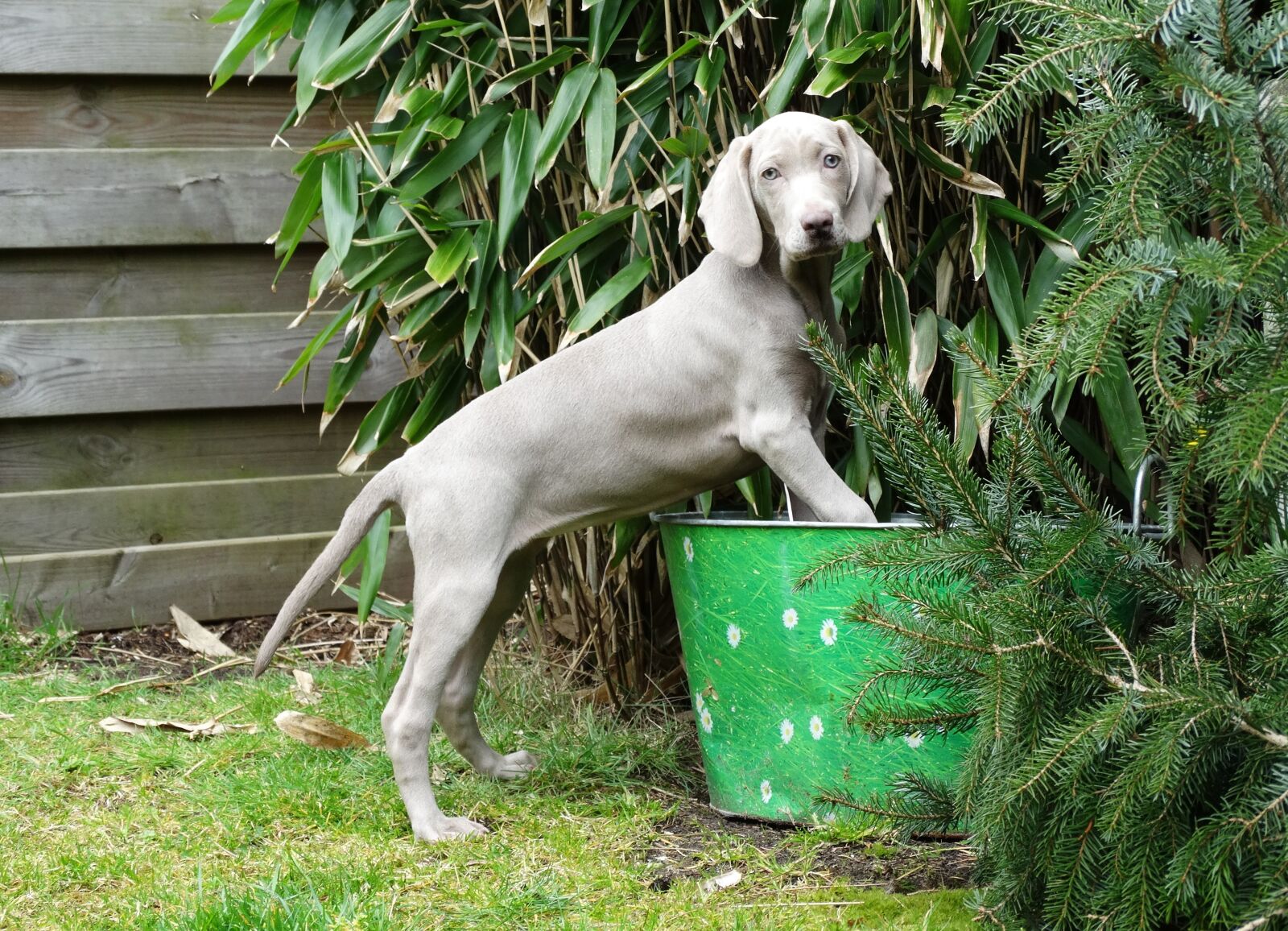 Sony Cyber-shot DSC-HX300 sample photo. Weimaraner, german hound, dog photography