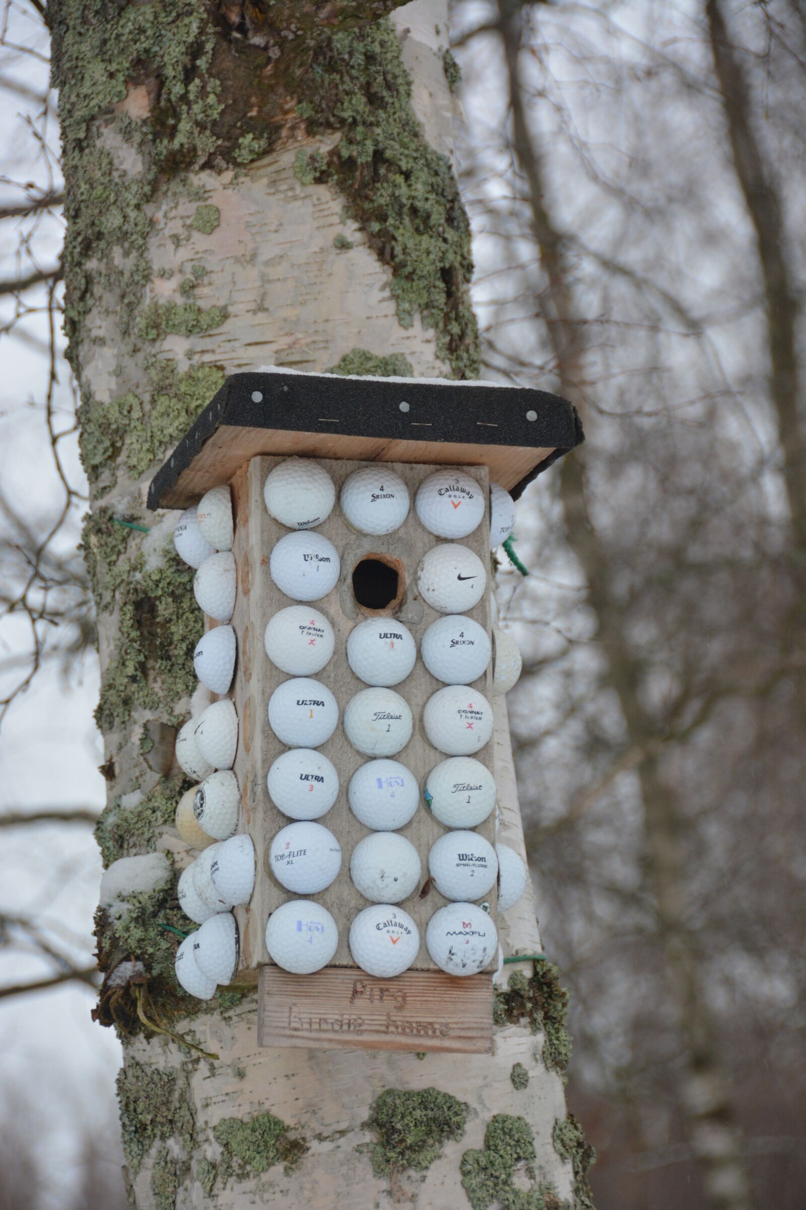 Nikon D7100 sample photo. Nature, birdhouse, bird photography
