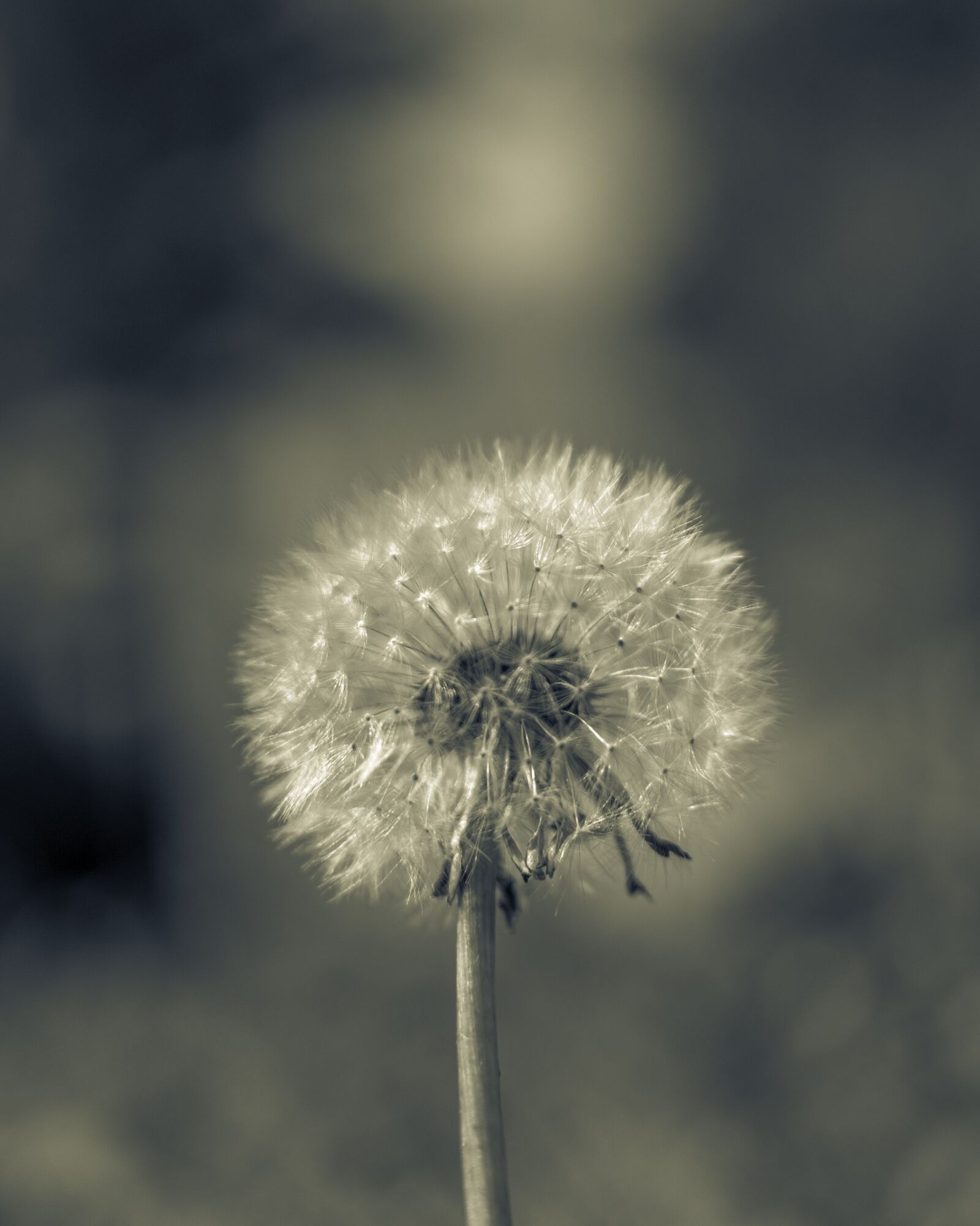 Nikon D3400 sample photo. Dandelion, nature, plant photography