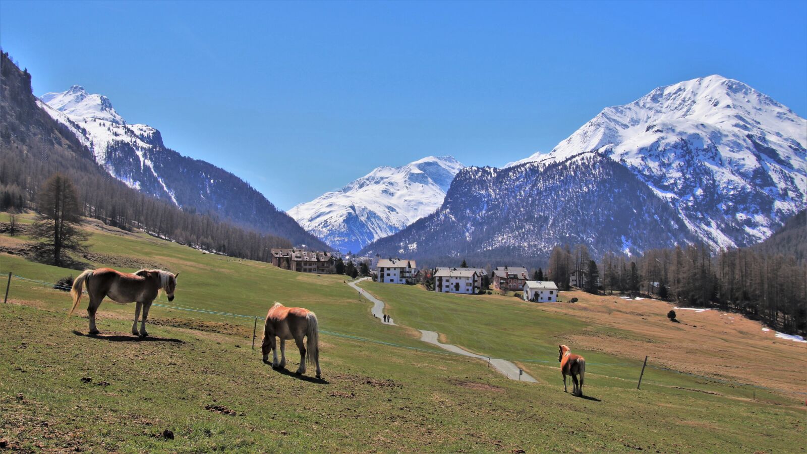 Canon EOS 80D sample photo. Meadows, mountain, horses photography