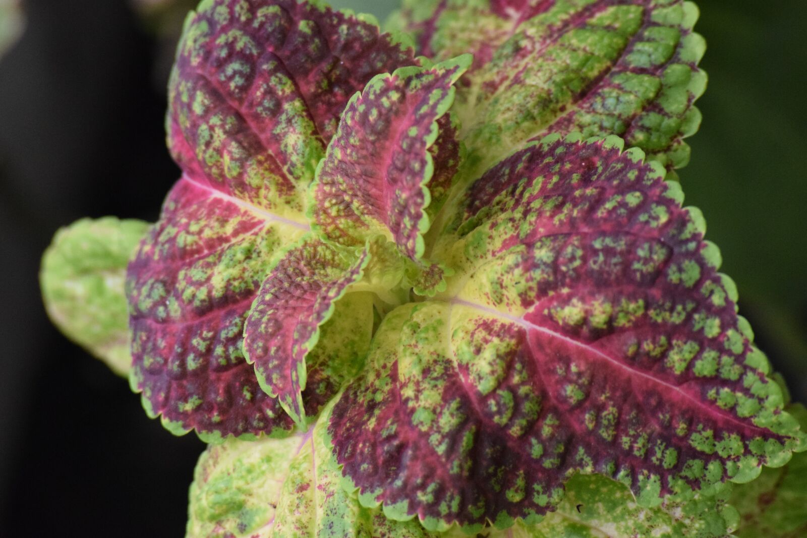 Nikon D3300 sample photo. Ornamental perilla, colorful, double photography